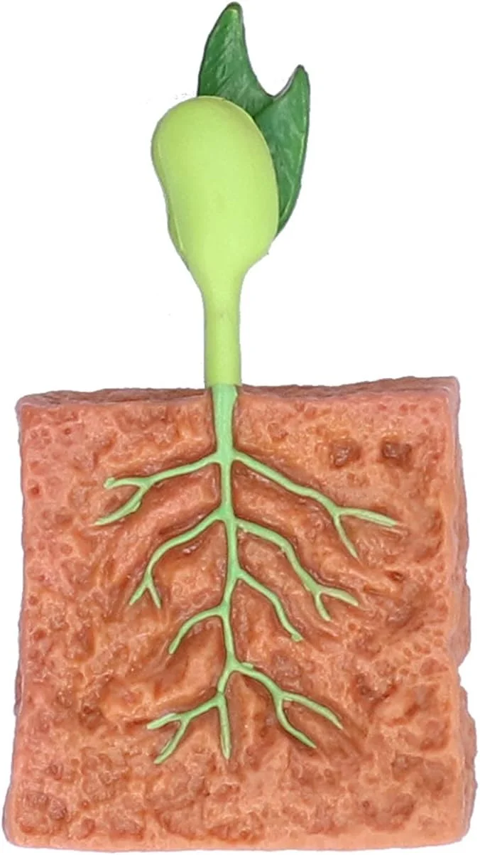 مدل چرخه زندگی گیاه، چرخه آموزشی گیاه لوبیا، مناسب برای دکوراسیون منزل، آموزش مدرسه، اسباب بازی خلاقانه، تزئینات تراریوم
