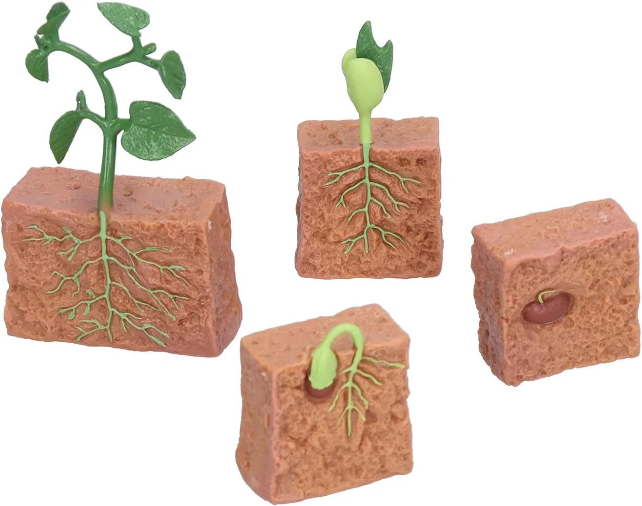 مدل چرخه زندگی گیاه، چرخه آموزشی گیاه لوبیا، مناسب برای دکوراسیون منزل، آموزش مدرسه، اسباب بازی خلاقانه، تزئینات تراریوم