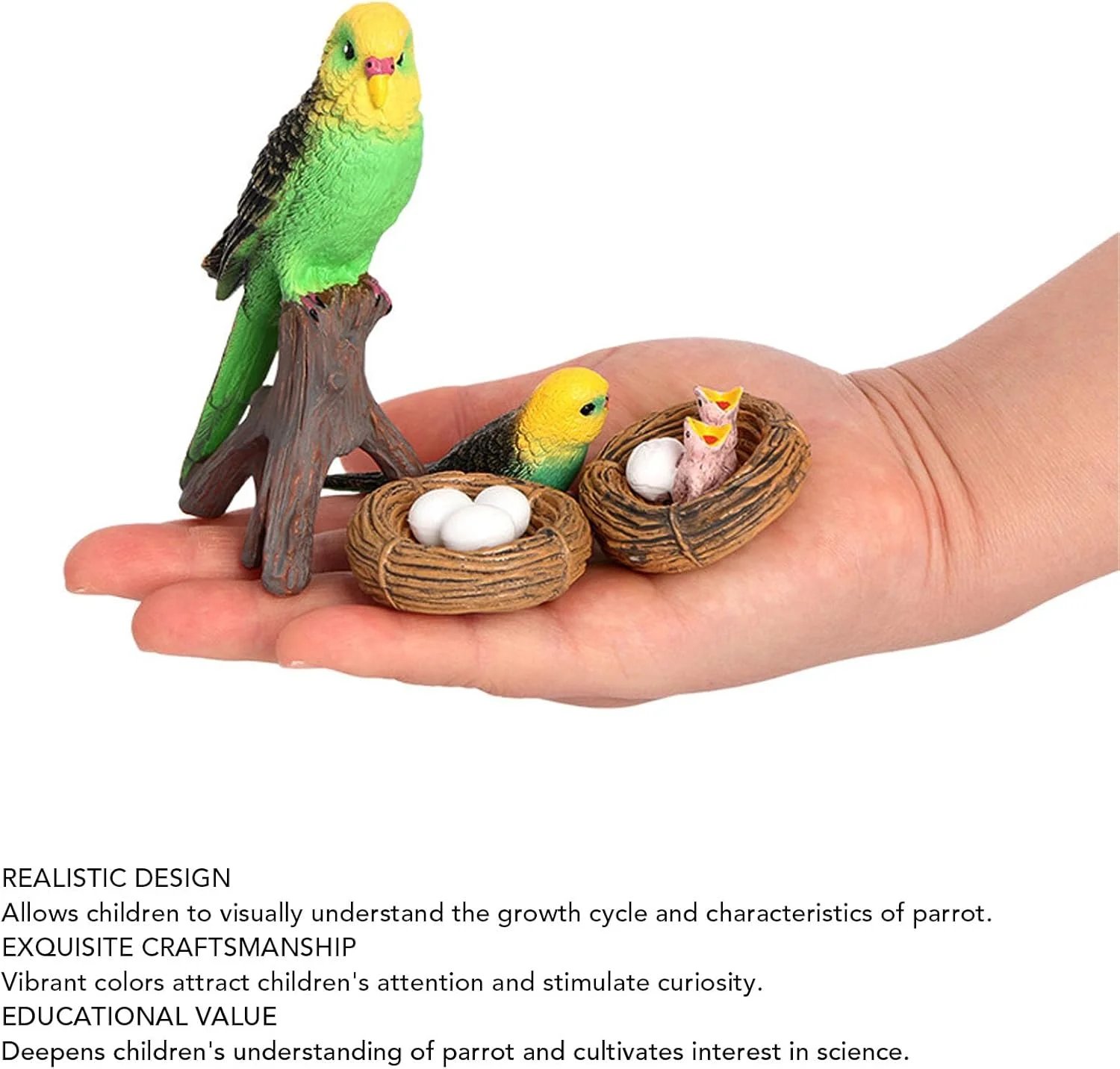 مجسمه چرخه رشد، مدل حیوانات پرنده شبیه سازی شده آموزشی برای کودکان