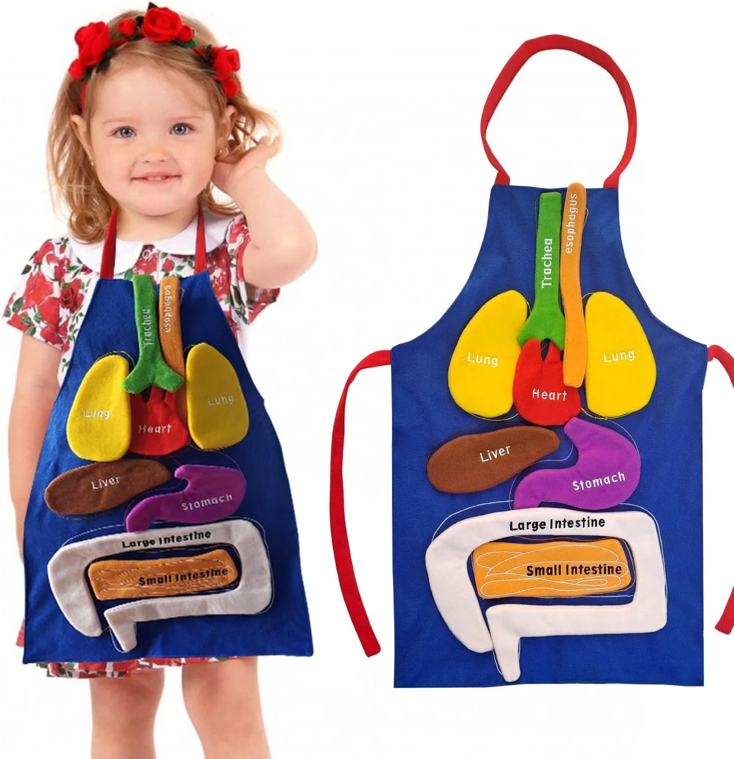 پیشبند آموزشی سه بعدی اندام های بدن انسان SYOSI، ابزار آموزشی آگاهی اندام های بدن انسان برای کودکان، مدل احشایی پر شده برای کمک آموزشی دوران کودکی پیش دبستانی در خانه