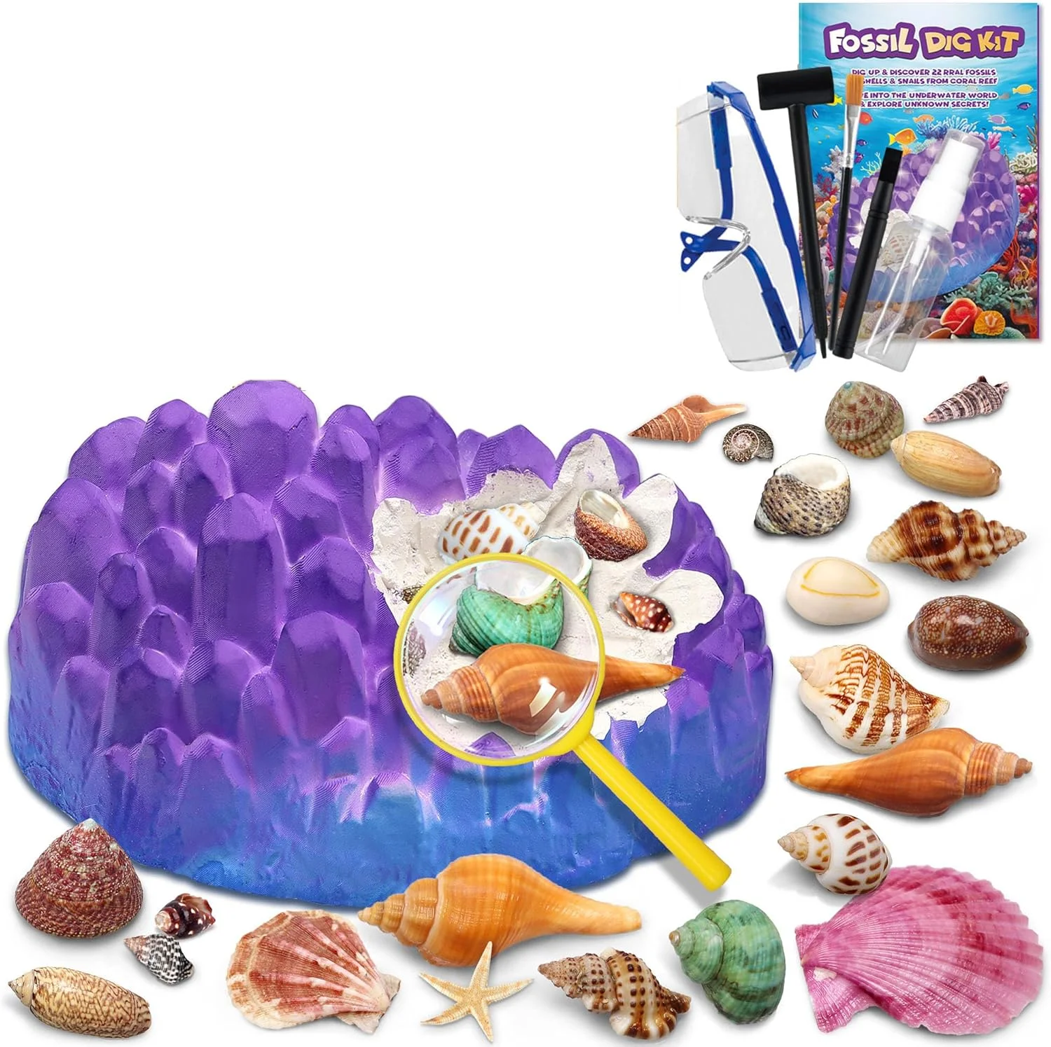 کیت حفاری فسیل اقیانوسی، بیش از 20 صدف و حلزون واقعی را حفاری کنید، فعالیت آموزشی علمی سرگرم کننده، اسباب بازی STEM برای کودکان، کیت حفاری زمین شناسی مجموعه فسیل، هدیه برای پسران و دختران 6 7 8 9 10 سال به بالا