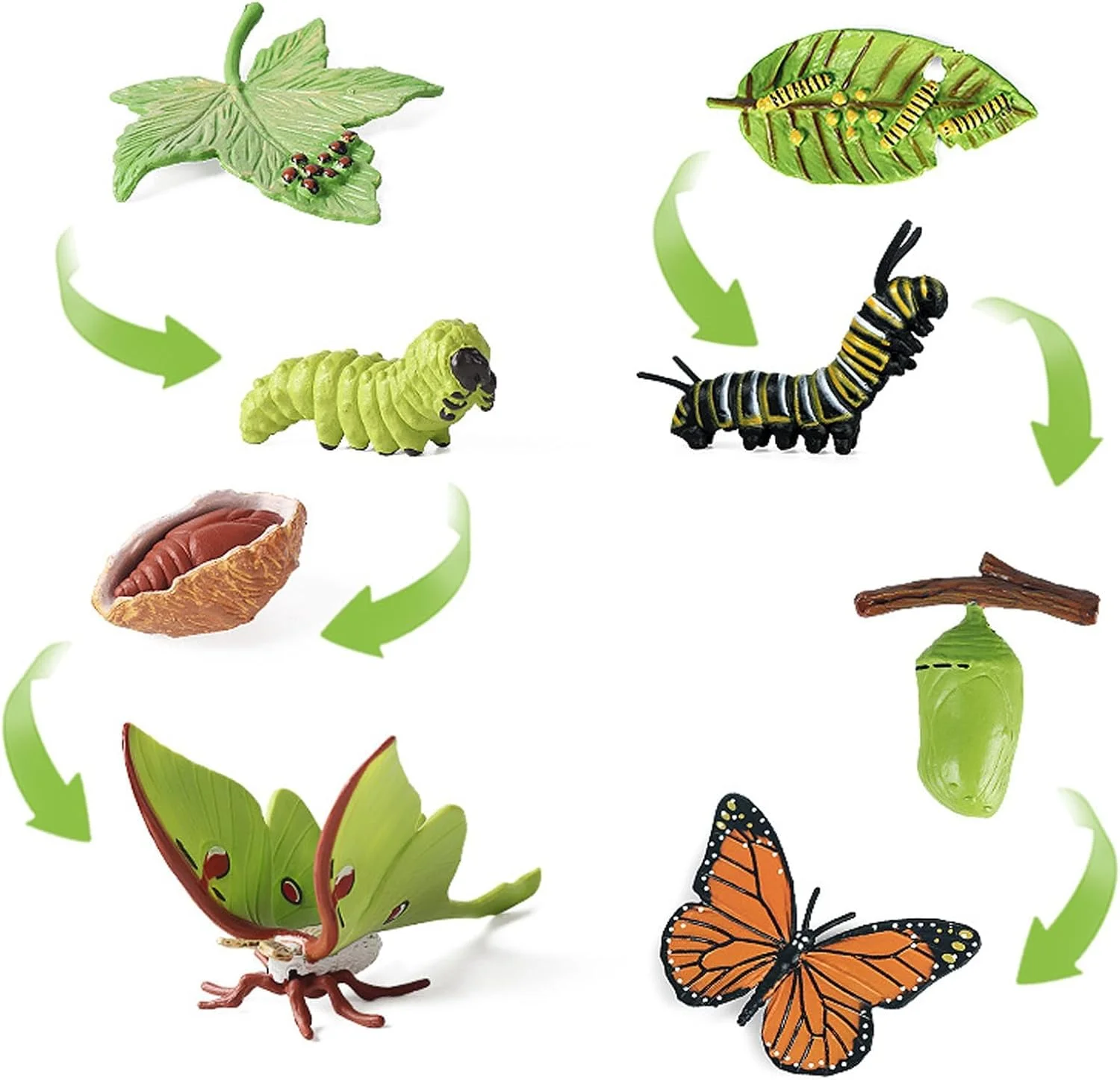 مجموعه 8 عددی چرخه زندگی پروانه برای کودکان - اسباب بازی آموزشی رشد از کرم ابریشم تا پروانه، مدل دگردیسی حشرات برای یادگیری علوم، ابزار آموزش عملی طبیعت و علوم