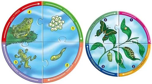 بازی پازل چرخه‌های زندگی Creative’s برای کودکان - آموزش مراحل رشد حیوانات، 6 پازل خود اصلاح‌گر، هدیه آموزشی سرگرم‌کننده برای پسران و دختران، ایده‌آل برای کلاس‌های درس، آموزش خانگی STEM - سنین 5 سال به بالا