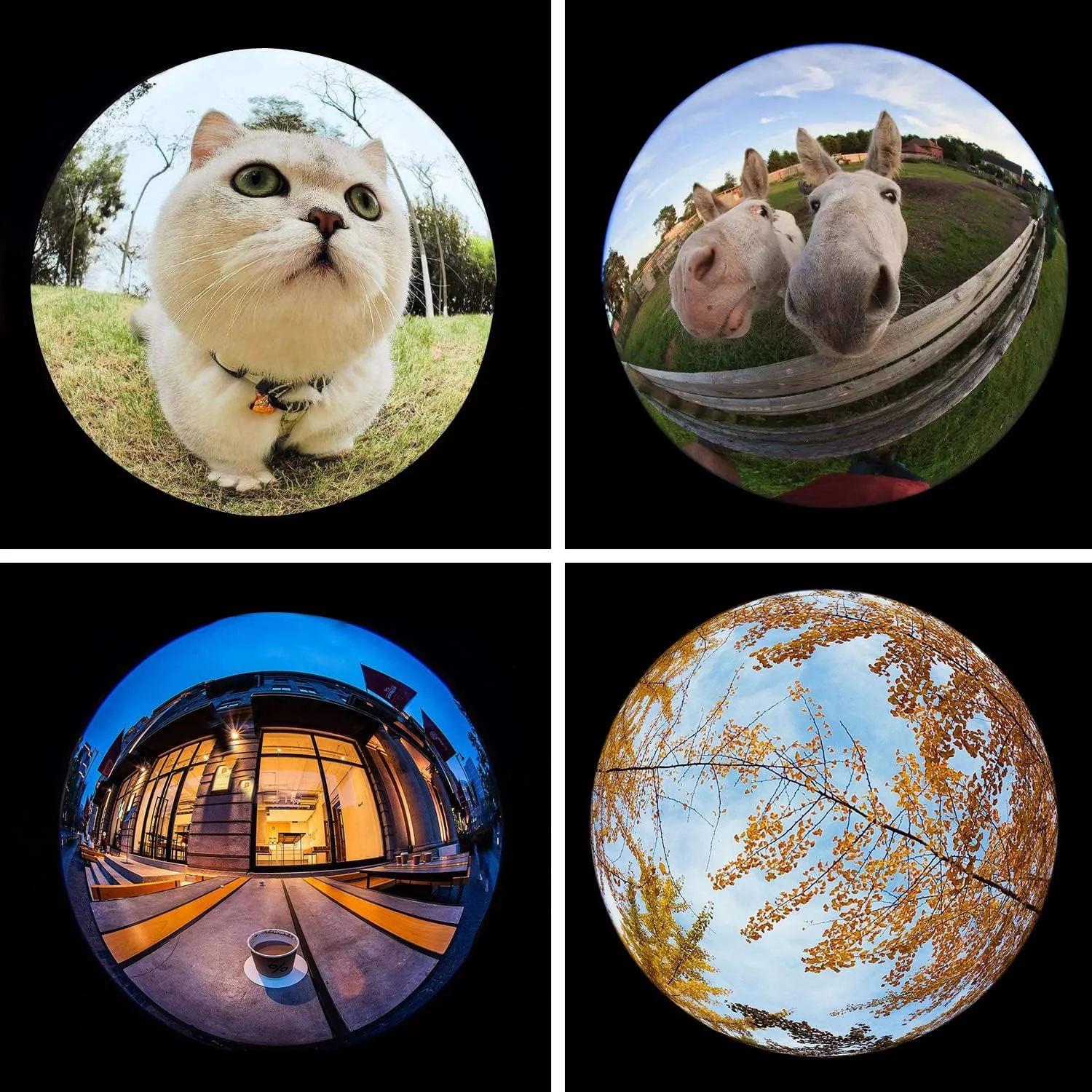 لنز چشم ماهی HD 200 درجه برای گوشی های هوشمند آیفون و سامسونگ، مشکی لنز چشم ماهی HD 200 درجه برای گوشی های هوشمند آیفون و سامسونگ، مشکی