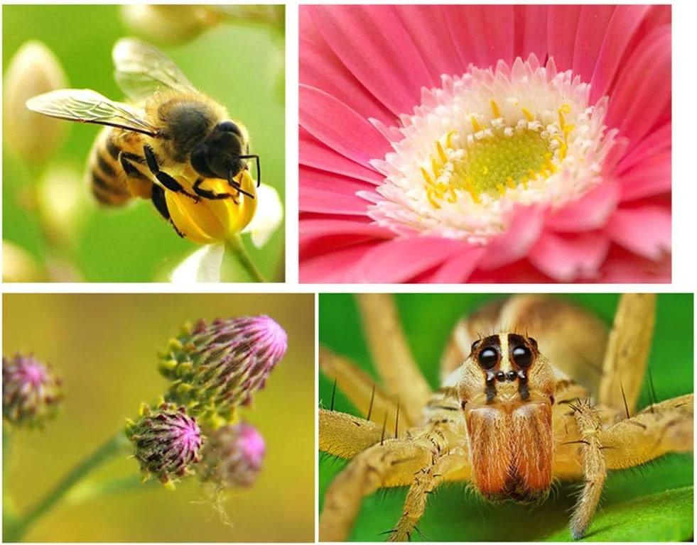 کیت لنز کلیپسی 3 در 1 جهانی دوربین گوشی هوشمند Showay Hegerby، لنز چشم ماهی 180 درجه، لنز ماکرو زاویه باز 0.67X