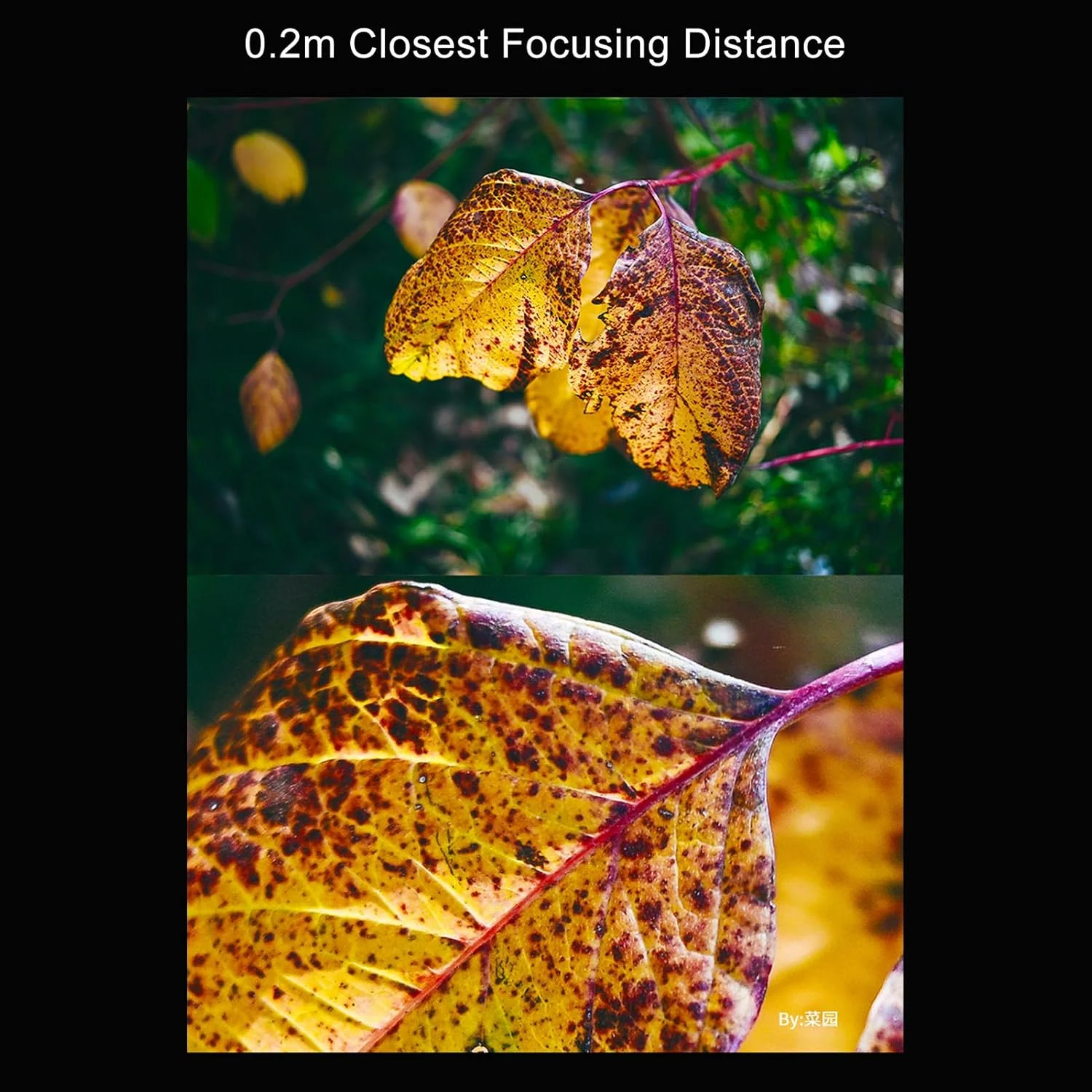 لنز فوکوس دستی 25mm F1.7 Annadue برای مانت X، لنز پرایم با دیافراگم باز APS-C، سازگار با مانت FX با X-E1/X-S10/X-T30/X-A5، لنز عکاسی پرتره و خیابانی (مشکی) لنز فوکوس دستی 25mm F1.7 Annadue برای مانت X، لنز پرایم با دیافراگم باز APS-C، سازگار با مانت FX با X-E1/X-S10/X-T30/X-A5، لنز عکاسی پرتره و خیابانی (مشکی)