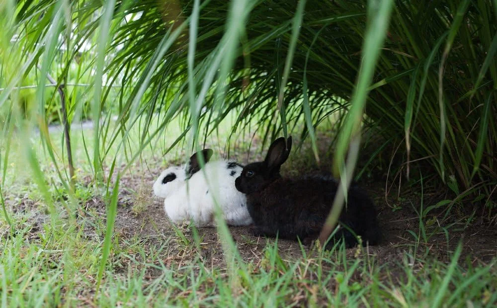 لنز آسفریکال 35mm F1.4 Rokinon AE35M-C برای دوربین های Canon EF لنز آسفریکال 35mm F1.4 Rokinon AE35M-C برای دوربین های Canon EF