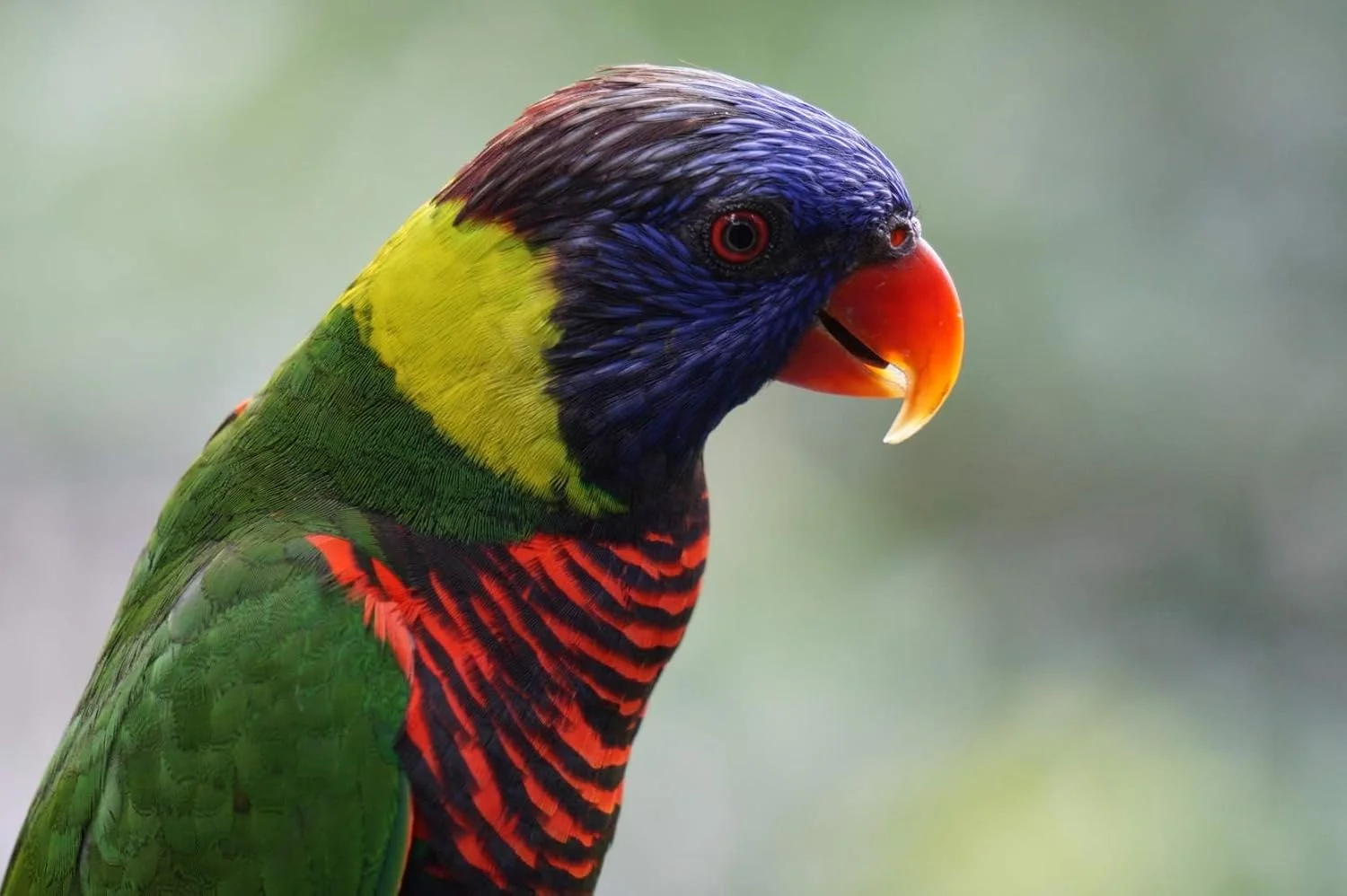 لنز سونی E 55-210mm f/4.5-6.3 OSS، مشکی لنز سونی E 55-210mm f/4.5-6.3 OSS، مشکی