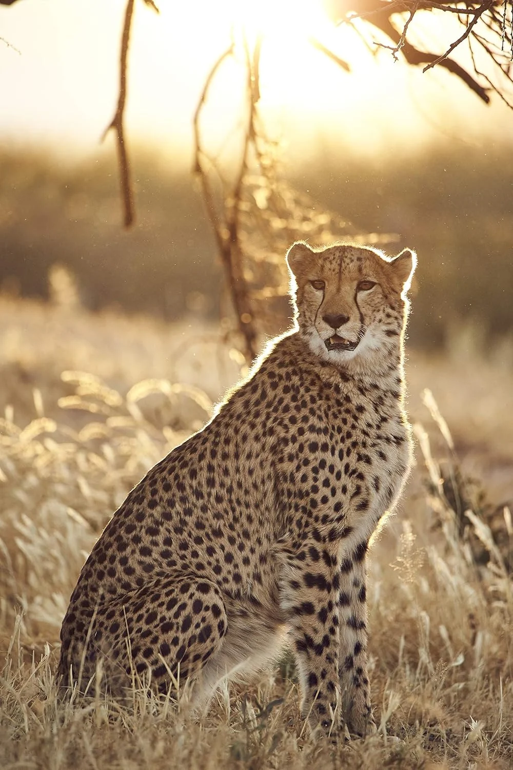 لنز تامرون SP 150-600mm F/5-6.3 DI VC USD G2 مدل A022E برای دوربین کانن، نسخه اماراتی، مشکی لنز تامرون SP 150-600mm F/5-6.3 DI VC USD G2 مدل A022E برای دوربین کانن، نسخه اماراتی، مشکی