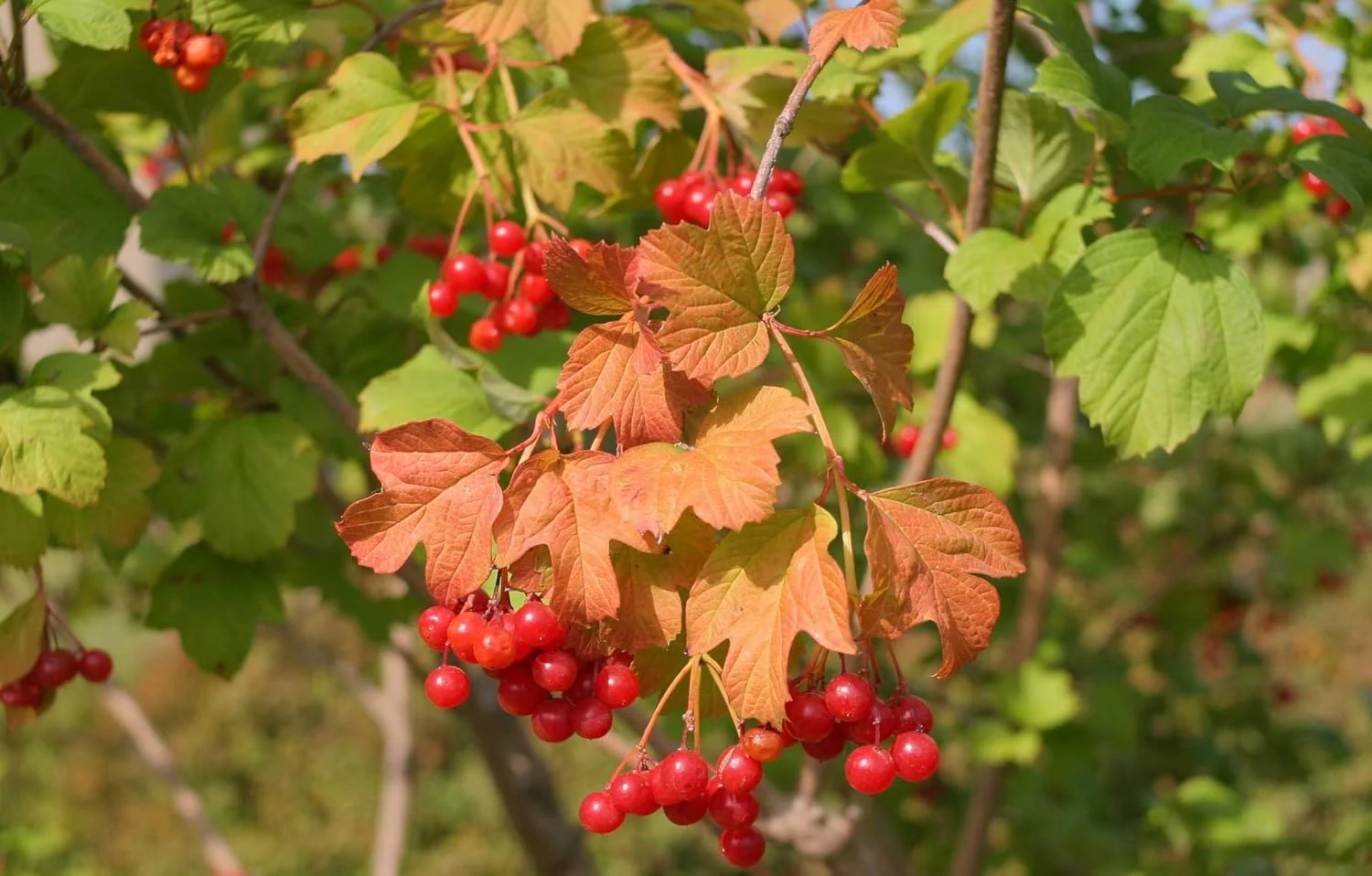 لنز واید انگل ۳۵ میلی‌متری یونگنو YN35mm F2 با دهانه EF برای دوربین‌های کانن EOS - مشکی