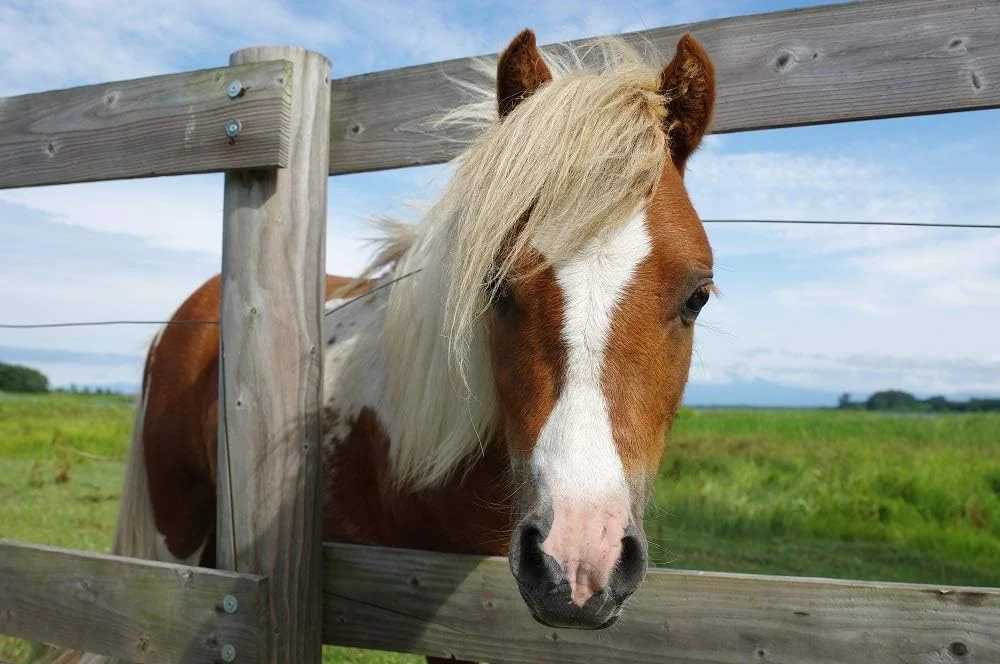 لنز زوم استاندارد با کارایی بالا HD PENTAX-D FA 24-70mmF2.8ED SDM WR زاویه فوق عریض 24 میلیمتری، ساختار مقاوم در برابر شرایط جوی، قدرت تصویربرداری استثنایی، شیشه ED، لنز Aspherical، جدیدترین پوشش لنز لنز زوم استاندارد با کارایی بالا HD PENTAX-D FA 24-70mmF2.8ED SDM WR زاویه فوق عریض 24 میلیمتری، ساختار مقاوم در برابر شرایط جوی، قدرت تصویربرداری استثنایی، شیشه ED، لنز Aspherical، جدیدترین پوشش لنز