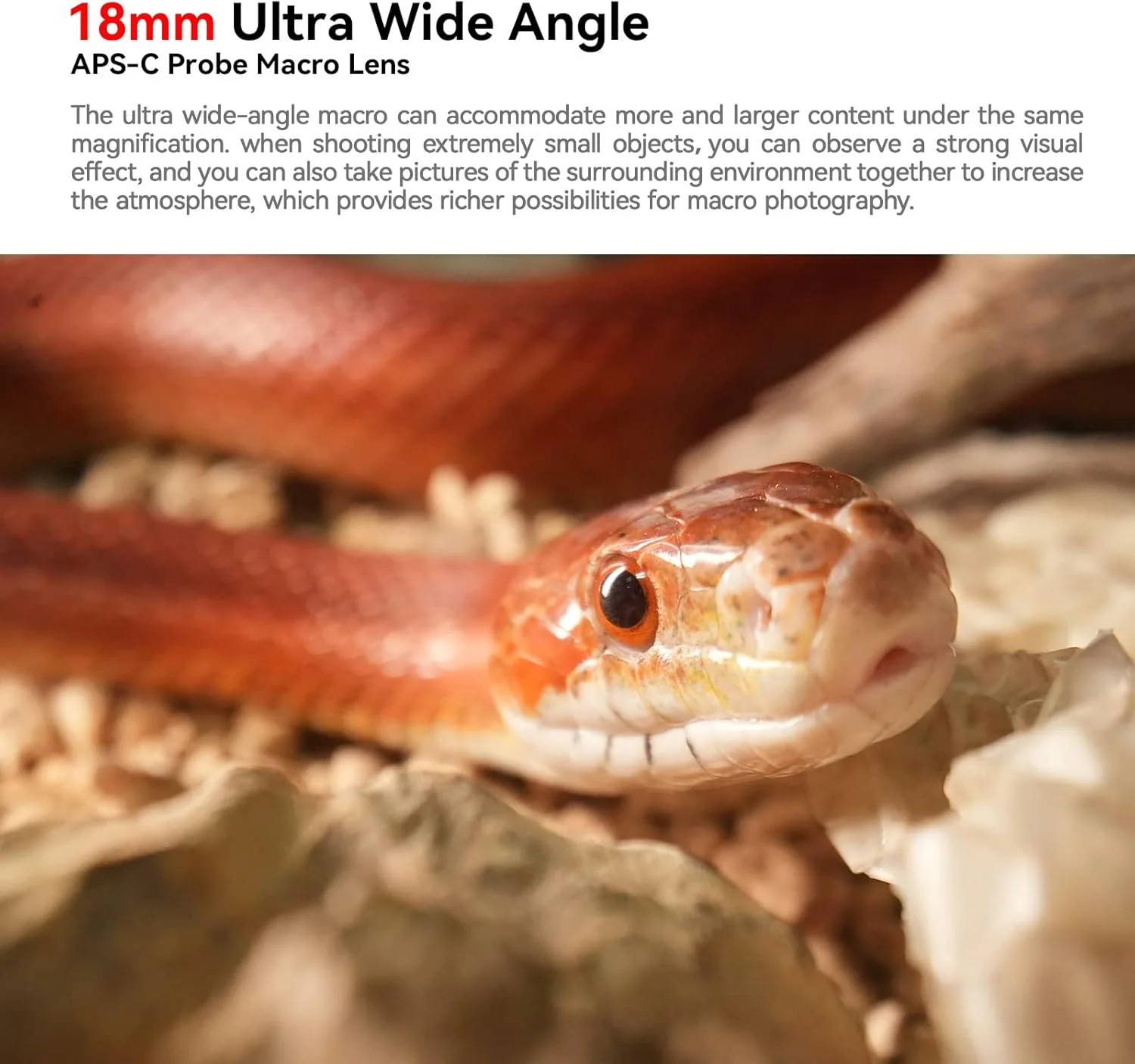 لنز ماکرو پروب زاویه باز 18 میلیمتری F8 APS-C 2X AstrHori با نور حلقوی داخلی برای دوربینهای بدون آینه کانن سری RF مانت EOS R, RP, R5, R6, R7, R10, R8 و غیره (مشکی) لنز ماکرو پروب زاویه باز 18 میلیمتری F8 APS-C 2X AstrHori با نور حلقوی داخلی برای دوربینهای بدون آینه کانن سری RF مانت EOS R, RP, R5, R6, R7, R10, R8 و غیره (مشکی)