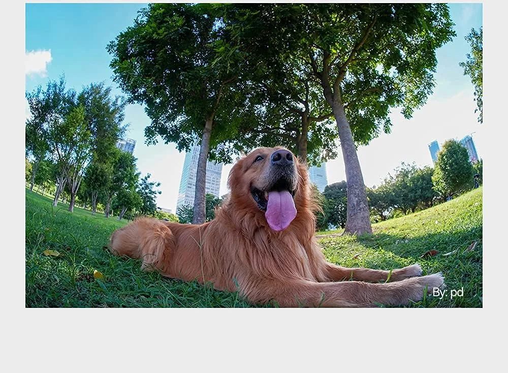 لنز چشمماهی 7.5mm F2 APS-C تیتیآرتیسان، زاویه دید فوقالعاده باز 180 درجه، لنز با دهانه باز بزرگ با فوکوس دستی برای دوربینهای بدون آینه با مانت Canon EOS R مدلهای R6 R6II R8 R10 RP R50 لنز چشمماهی 7.5mm F2 APS-C تیتیآرتیسان، زاویه دید فوقالعاده باز 180 درجه، لنز با دهانه باز بزرگ با فوکوس دستی برای دوربینهای بدون آینه با مانت Canon EOS R مدلهای R6 R6II R8 R10 RP R50