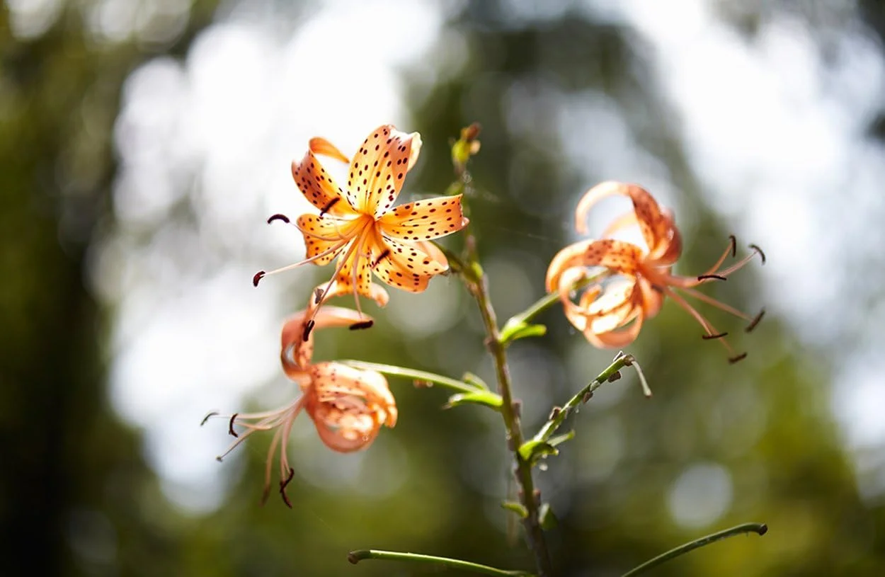 لنز 85 میلیمتری Samyang با دیافراگم F1.4 و فوکوس دستی برای Sony لنز 85 میلیمتری Samyang با دیافراگم F1.4 و فوکوس دستی برای Sony