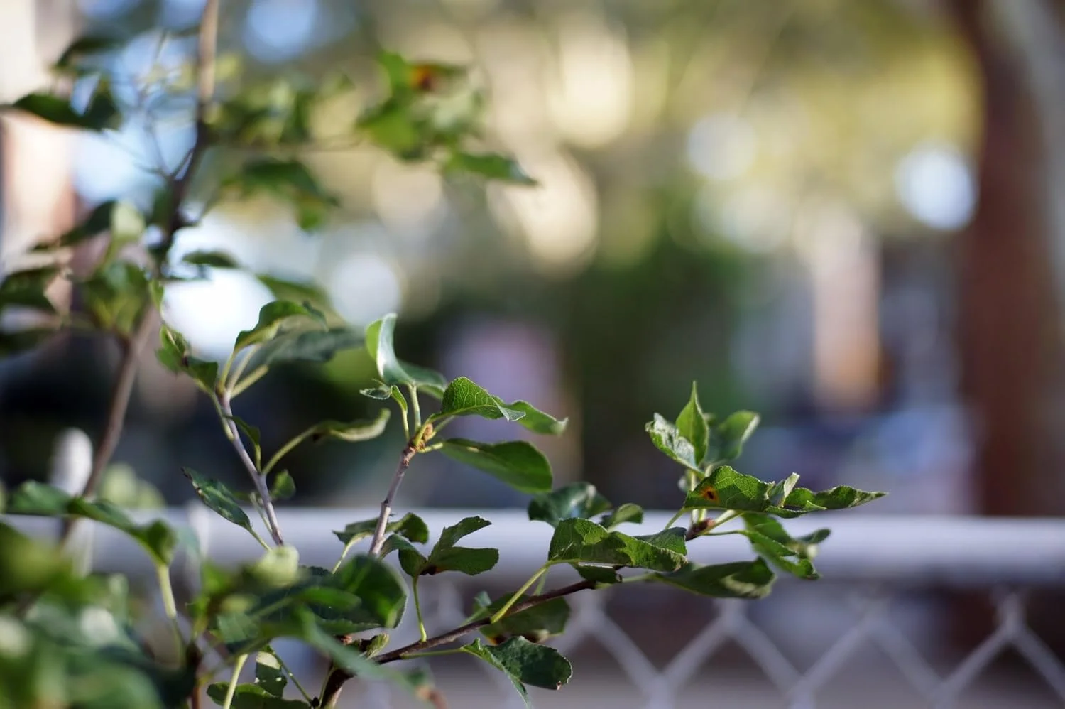 لنز 35 میلی‌متری f1.7 Fotasy برای دوربین‌های Sony E-Mount، لنز دستی 35mm 1.7 با پوشش چند لایه مناسب برای Sony NEX-5R NEX6 NEX7 a3100 a5100 a6000 a6100 a63000 a6400 a6500 a6600