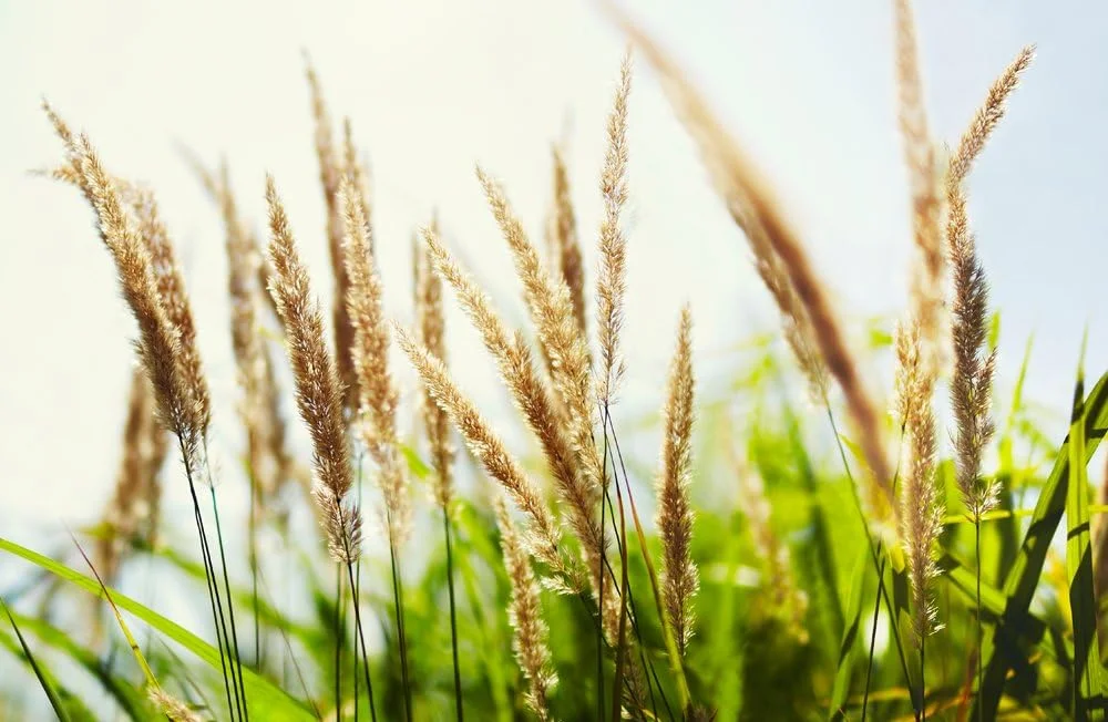 لنز فیلمبرداری 50 میلیمتری Samyang با دیافراگم T1.5 و فوکوس دستی VDSLR برای نیکون لنز فیلمبرداری 50 میلیمتری Samyang با دیافراگم T1.5 و فوکوس دستی VDSLR برای نیکون