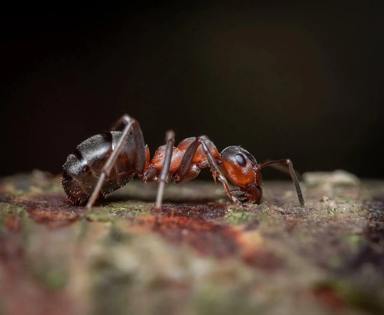 لنز ماکرو Venus Laowa 90mm f/2.8 2X Ultra APO برای دوربین های بدون آینه Sony E Mount، مشکی لنز ماکرو Venus Laowa 90mm f/2.8 2X Ultra APO برای دوربین های بدون آینه Sony E Mount، مشکی