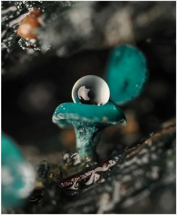 لنز تله ماکرو OM SYSTEM M.Zuiko Digital ED 90mm F3.5 Macro IS PRO، لنز مقاوم در برابر آب Micro Four Thirds، سازگار با دوربین های Olympus و Panasonic MFT، با قابلیت بزرگنمایی فوق العاده ماکرو لنز تله ماکرو OM SYSTEM M.Zuiko Digital ED 90mm F3.5 Macro IS PRO، لنز مقاوم در برابر آب Micro Four Thirds، سازگار با دوربین های Olympus و Panasonic MFT، با قابلیت بزرگنمایی فوق العاده ماکرو