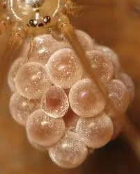 لنز ماکرو حرفه ای اپتکا 10x HD² برای لنزهای دوربین دیجیتال 52 میلی متری لنز ماکرو حرفه ای اپتکا 10x HD² برای لنزهای دوربین دیجیتال 52 میلی متری