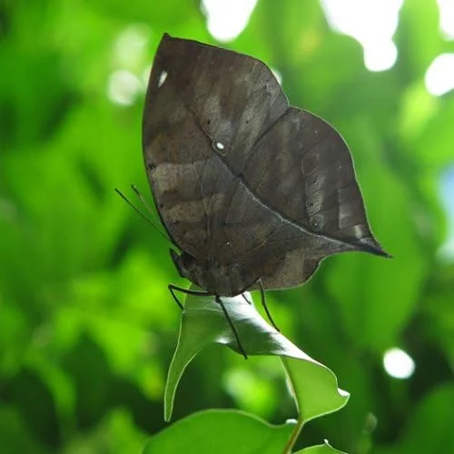 لنز ماکرو برای Gopro Hero5 Black لنز ماکرو برای Gopro Hero5 Black