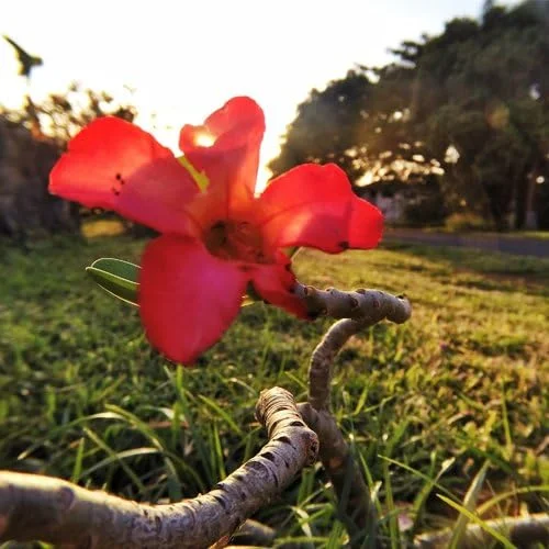 لنز ماکرو برای Gopro Hero5 Black لنز ماکرو برای Gopro Hero5 Black