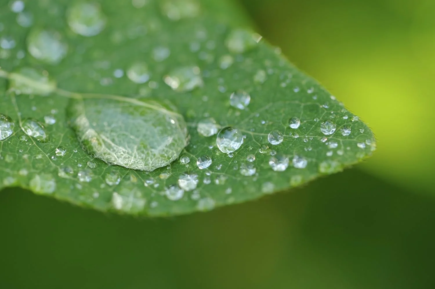 لنز ماکرو 10x با کیفیت بالا برای Canon Powershot SX50 HS لنز ماکرو 10x با کیفیت بالا برای Canon Powershot SX50 HS