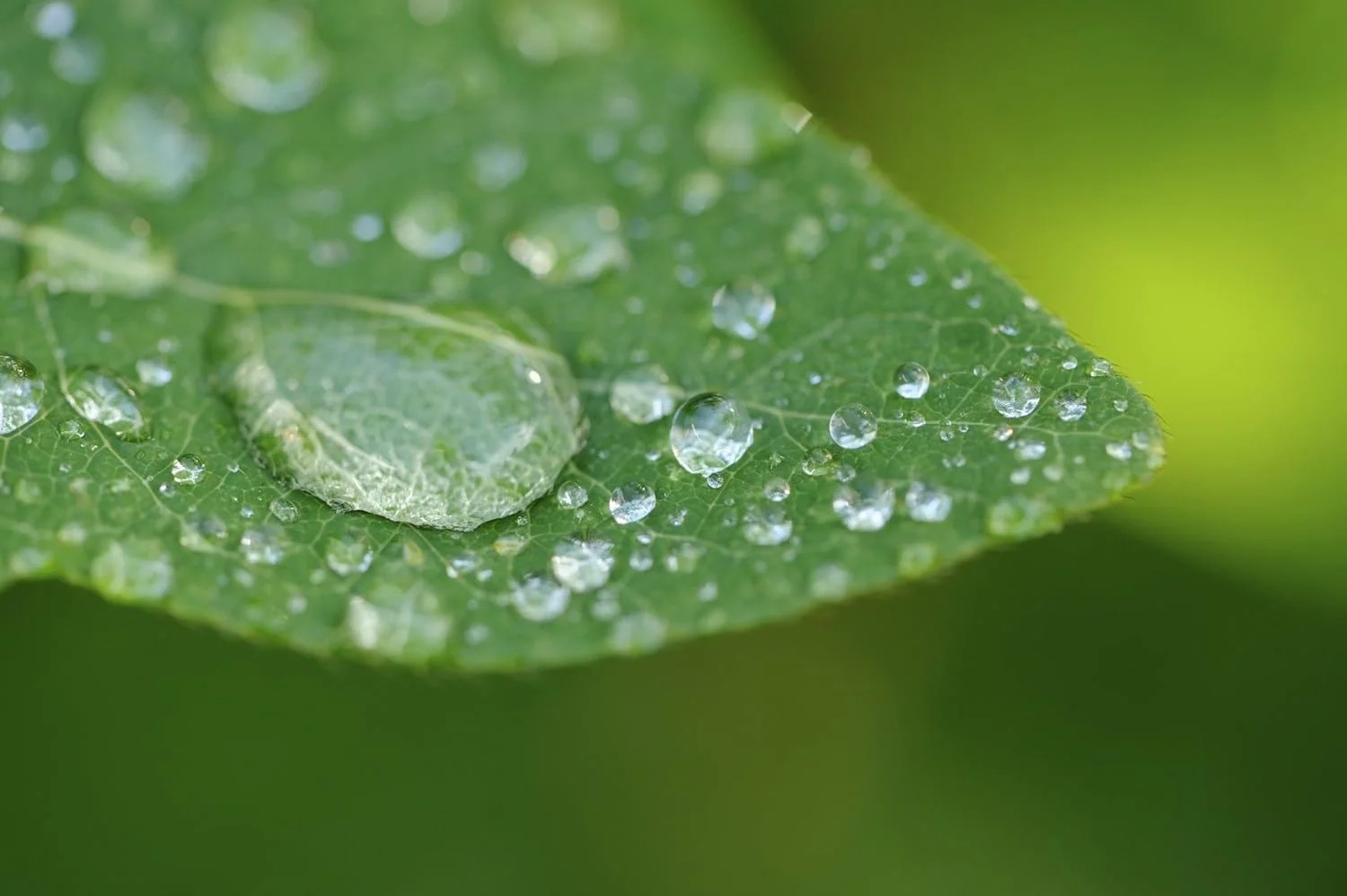 لنز ماکرو 10x با کیفیت بالا و دو المنتی دیجیتال Nc (67mm) برای Sony Alpha a68