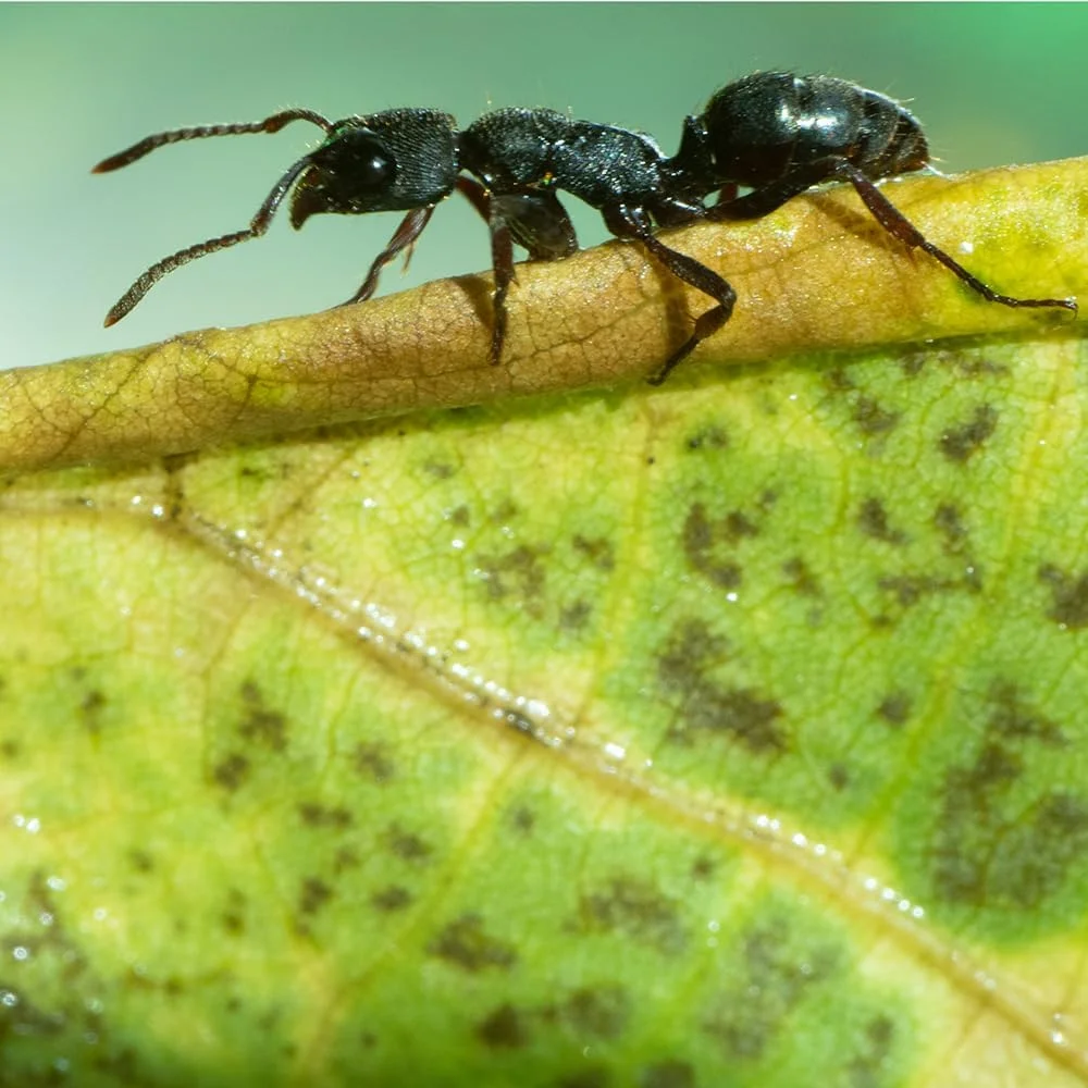 لنز ماکرو 60mm F2.8 با فوکوس دستی و بزرگنمایی 2X، بدنه آلیاژ آلومینیوم، مناسب برای دوربین های بدون آینه NIKON و Olympuss (مانت E مشکی)