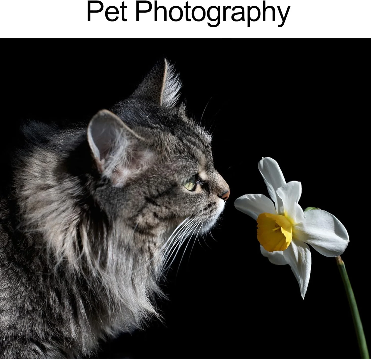 پرده پس زمینه مخملی مشکی Selens مناسب عکاسی، ابعاد 200x300 سانتی متر، مقاوم در برابر چروک، ایده آل برای استودیو، پرتره و فیلمبرداری پرده پس زمینه مخملی مشکی Selens مناسب عکاسی، ابعاد 200x300 سانتی متر، مقاوم در برابر چروک، ایده آل برای استودیو، پرتره و فیلمبرداری