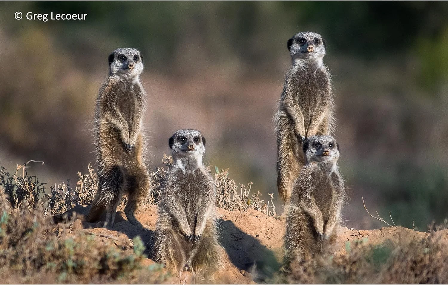 لنز تله فوتو زوم پاناسونیک LUMIX H-PS45175E-K GX Vario 45-175 میلی متر - مشکی لنز تله فوتو زوم پاناسونیک LUMIX H-PS45175E-K GX Vario 45-175 میلی متر - مشکی