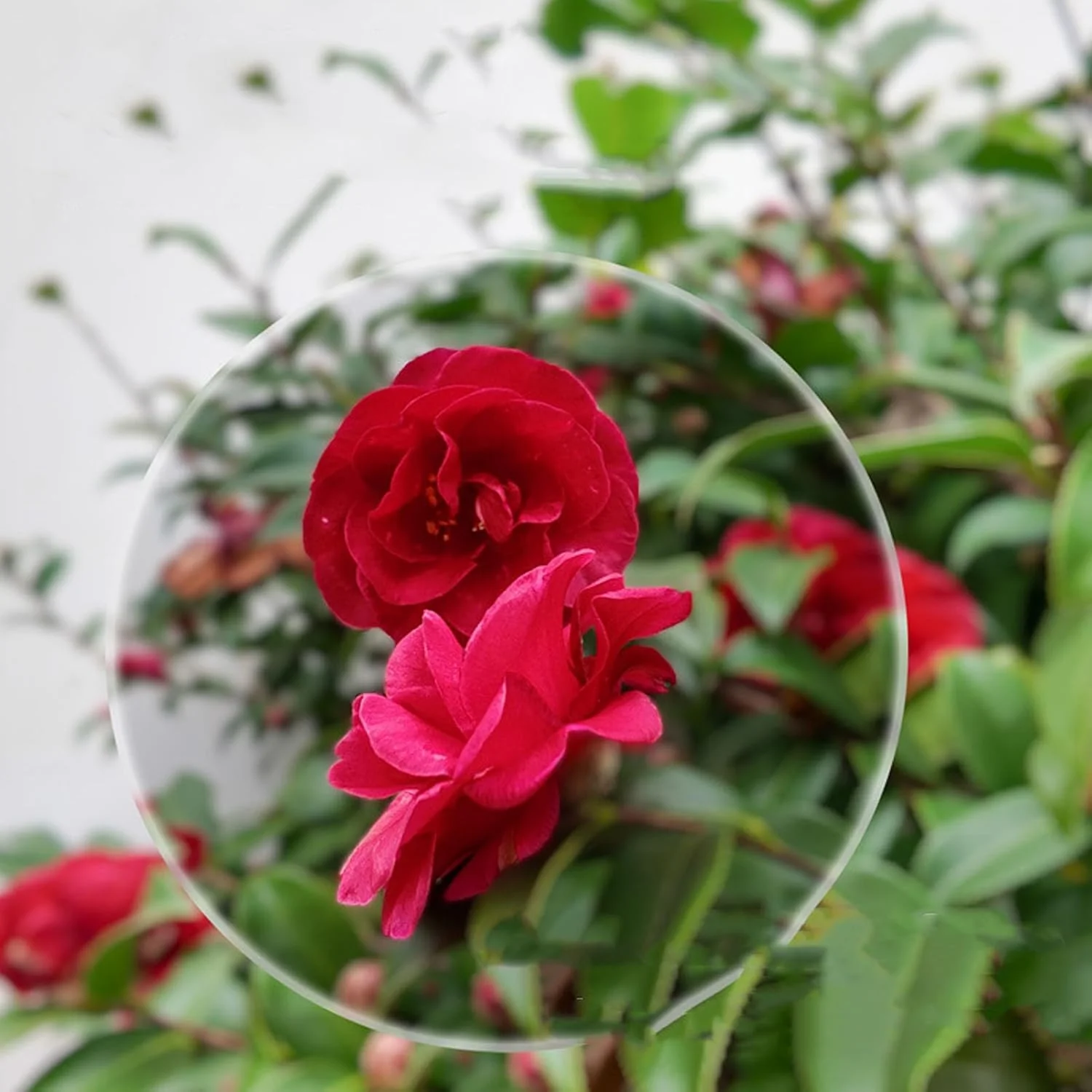 لنز Cryfokt سازگار با OsmoPocket 3 زاویه باز، لنز بارلو دوربین جیبی اتصال مغناطیسی، لنز بارلو 2X آلیاژ آلومینیوم برای تصاویر با کیفیت بالا