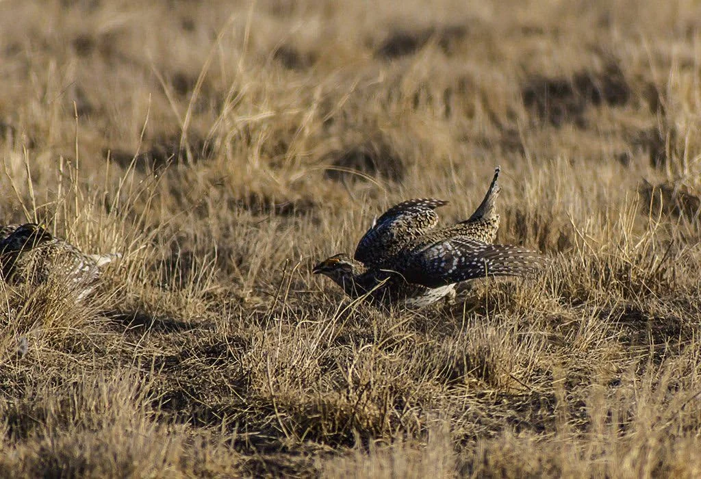 لنز زوم تله فوتو Opteka 650-1300mm (با 2X - 1300-2600mm) برای دوربین های Canon EOS 7D, 6D, 5D, 5Ds, 1Ds, 80D, 77D, 70D, 60D, 60Da, 40D, T7s, T7i, T6s, T6i, T6, T5i, T5, T4i, T3i, SL2, SL1 Digital SLR