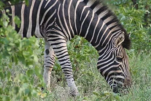 لنز سوپر تله فوتو 2.2 با کیفیت بالا سازگار با Canon Powershot S5IS (شامل آداپتور)