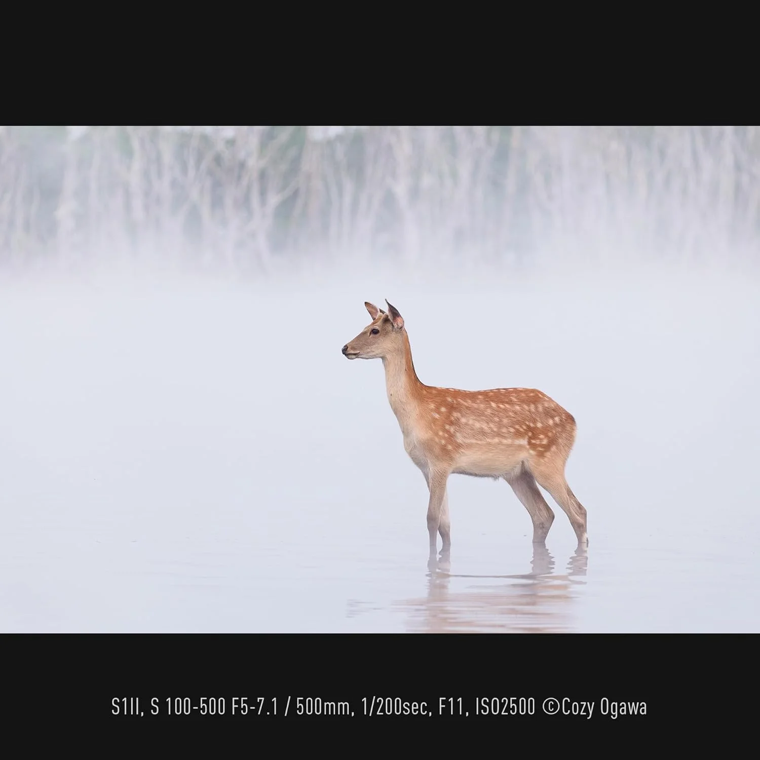 لنز پاناسونیک LUMIX S-R100500E 100-500mm F5-7.1 O.I.S. با مانت L، زوم تله فوتو فول فریم، کمترین فاصله فوکوس 0.8 متر، حلقه فوکوس قابل تنظیم، مقاوم در برابر شرایط جوی، مشکی