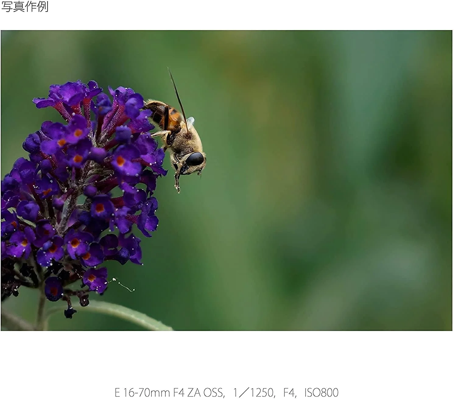 لنز سونی Vario-Tessar T E 16-70mm f/4 ZA OSS مشکی