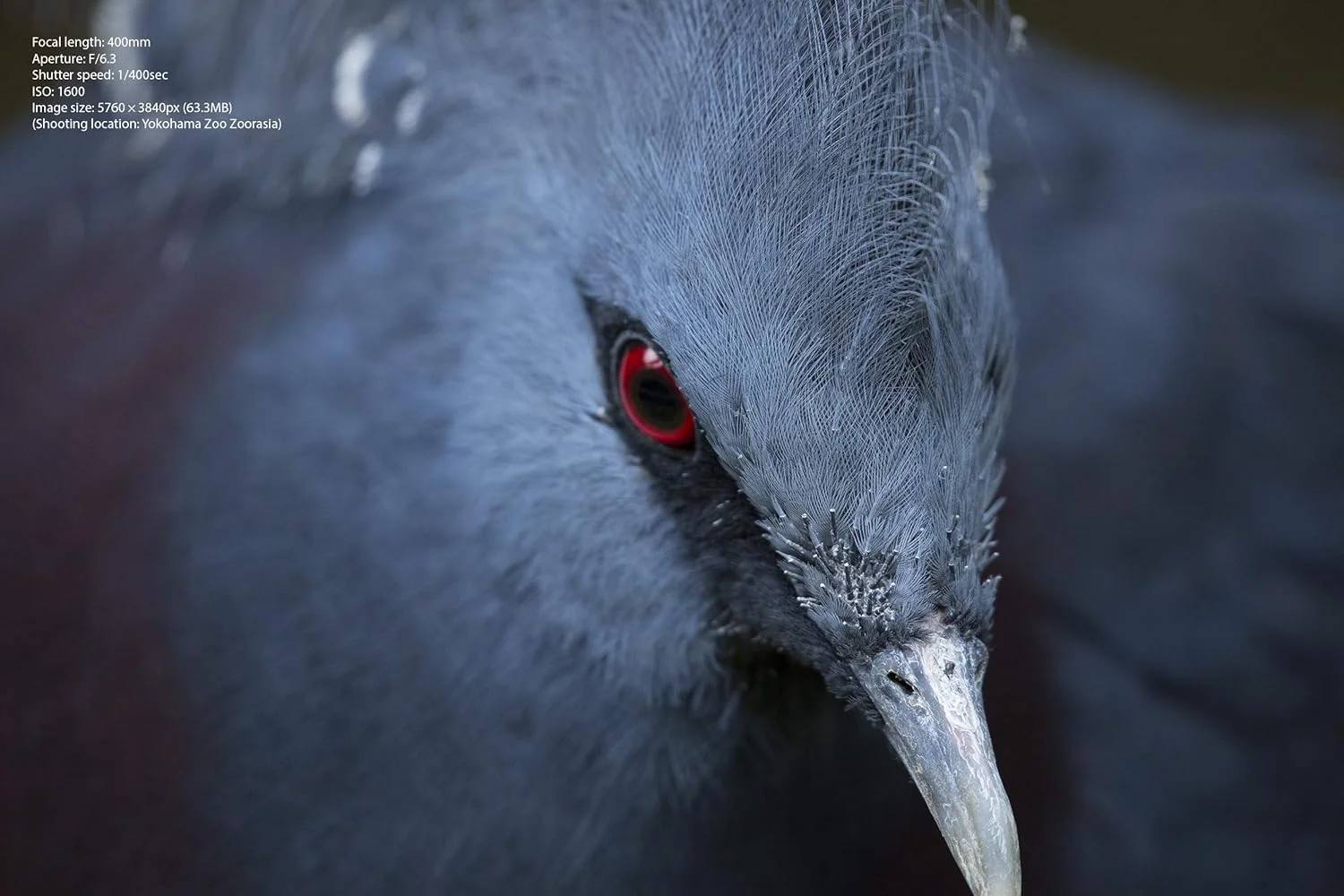 لنز زوم تله فوتو تامرون 100-400mm F/4.5-6.3 VC USD برای دوربین های نیکون دیجیتال SLR لنز زوم تله فوتو تامرون 100-400mm F/4.5-6.3 VC USD برای دوربین های نیکون دیجیتال SLR