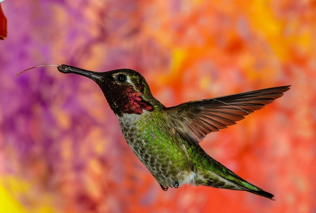 سیگما 135mm F1.8 DG Hsm Art - Sony F-E Fit 240965