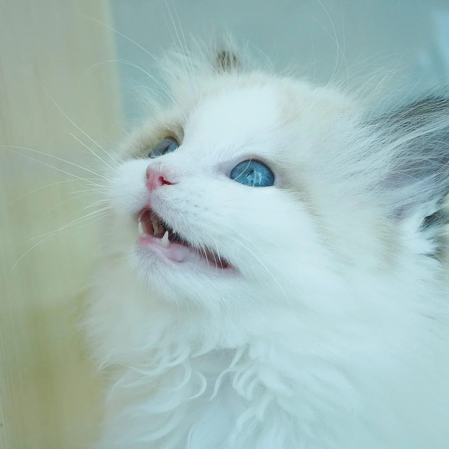 لنز ماکرو PERGEAR 60mm F2.8 با بزرگنمایی 2X، سازگار با دوربین های سونی E-mount مدل های A5000 A5100 A6000 A6100 A6300 A6400 A6500 A6600