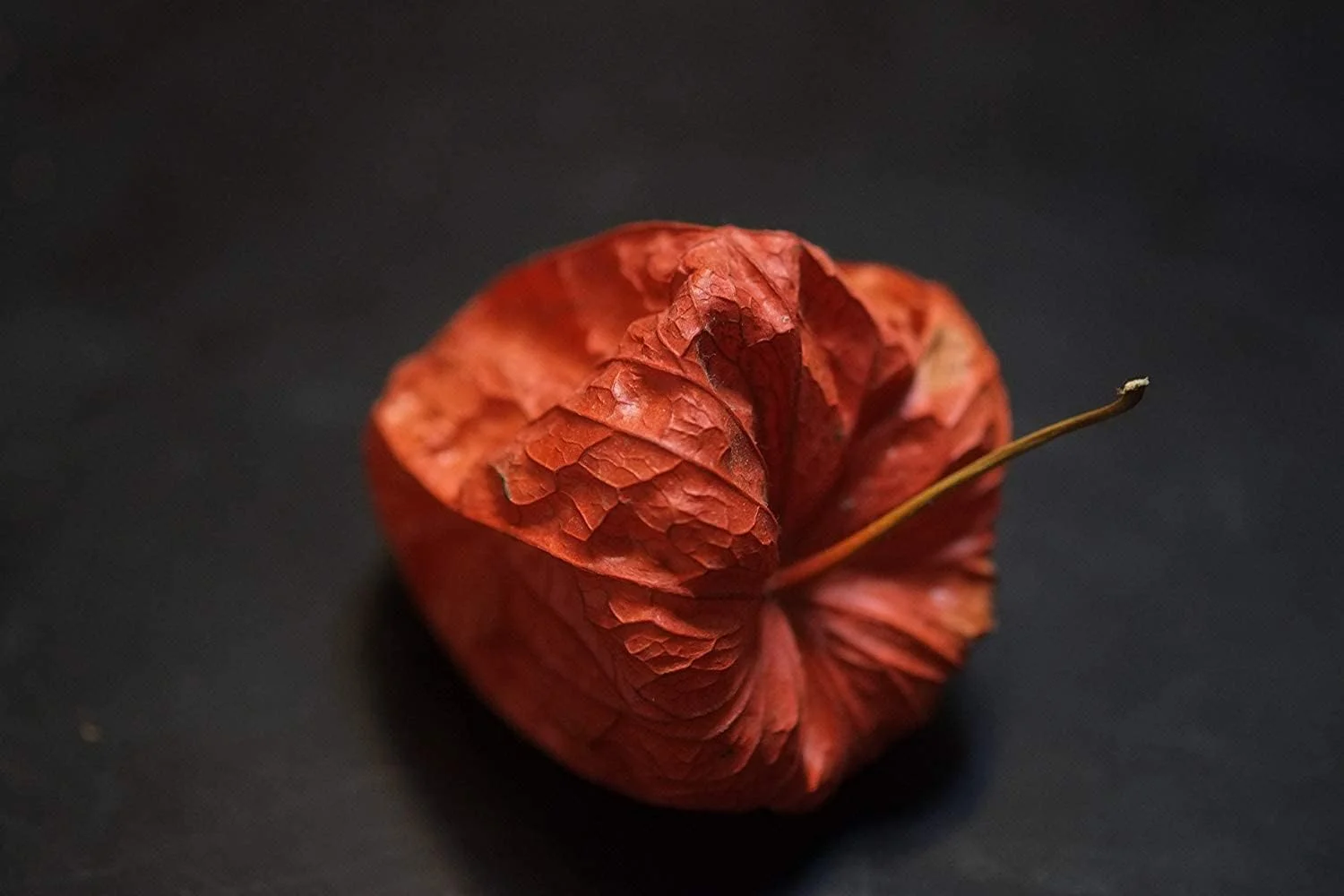 لنز ماکرو فوجی فیلم فوجینون XF60mmF2.4 R