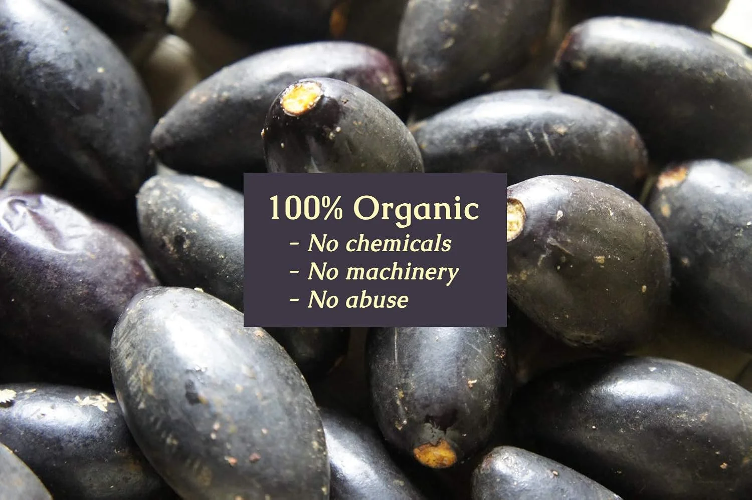 روغن پیلی ارگانیک خالص بدن نچرالز برای پوست، مو، صورت، ناخن، ریش و کوتیکول ها - 100% غنی شده با مواد آتشفشانی، مرطوب کننده پرس سرد، 30 میلی لیتر