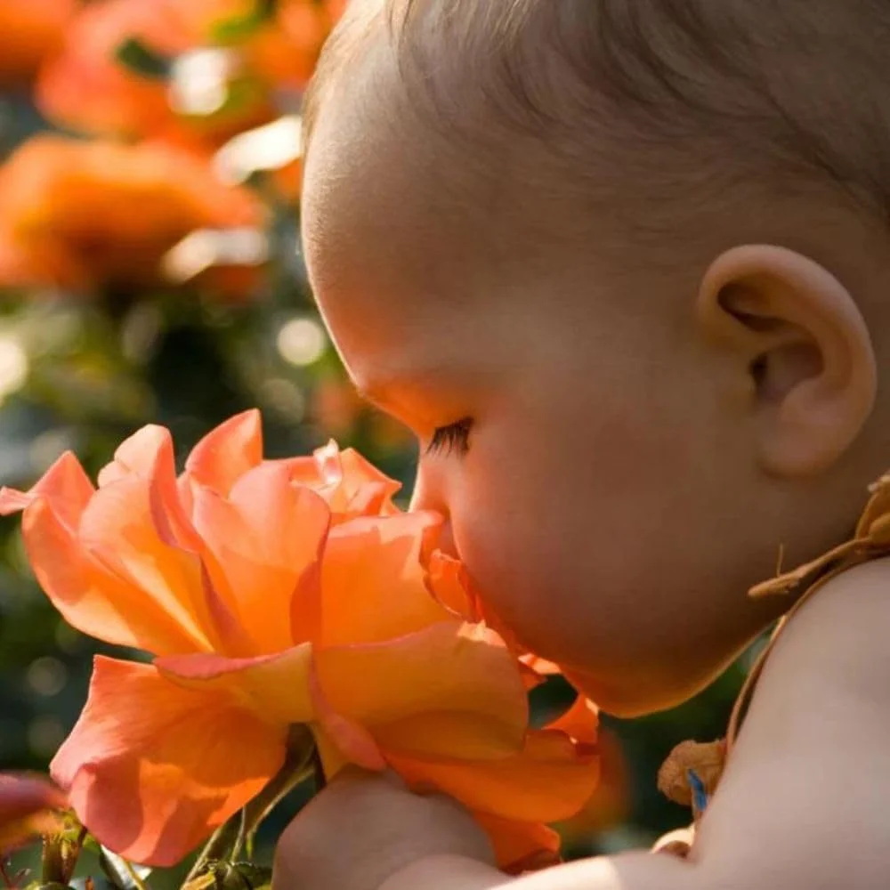 ادکلن کودک ژرماکر، مناسب نوزادان، PH 5.5، حاوی عصاره گیاه ادلوایس ارگانیک از کوه های آلپ، بدون الکل، ترکیبی عالی از رایحه، 150 میلی لیتر