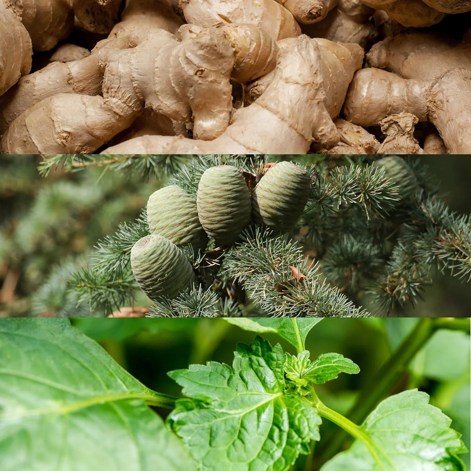 ادکلن مردانه ایفوریا از کالوین کلین ادو تویلت 100 میلی لیتر ادکلن مردانه ایفوریا از کالوین کلین ادو تویلت 100 میلی لیتر