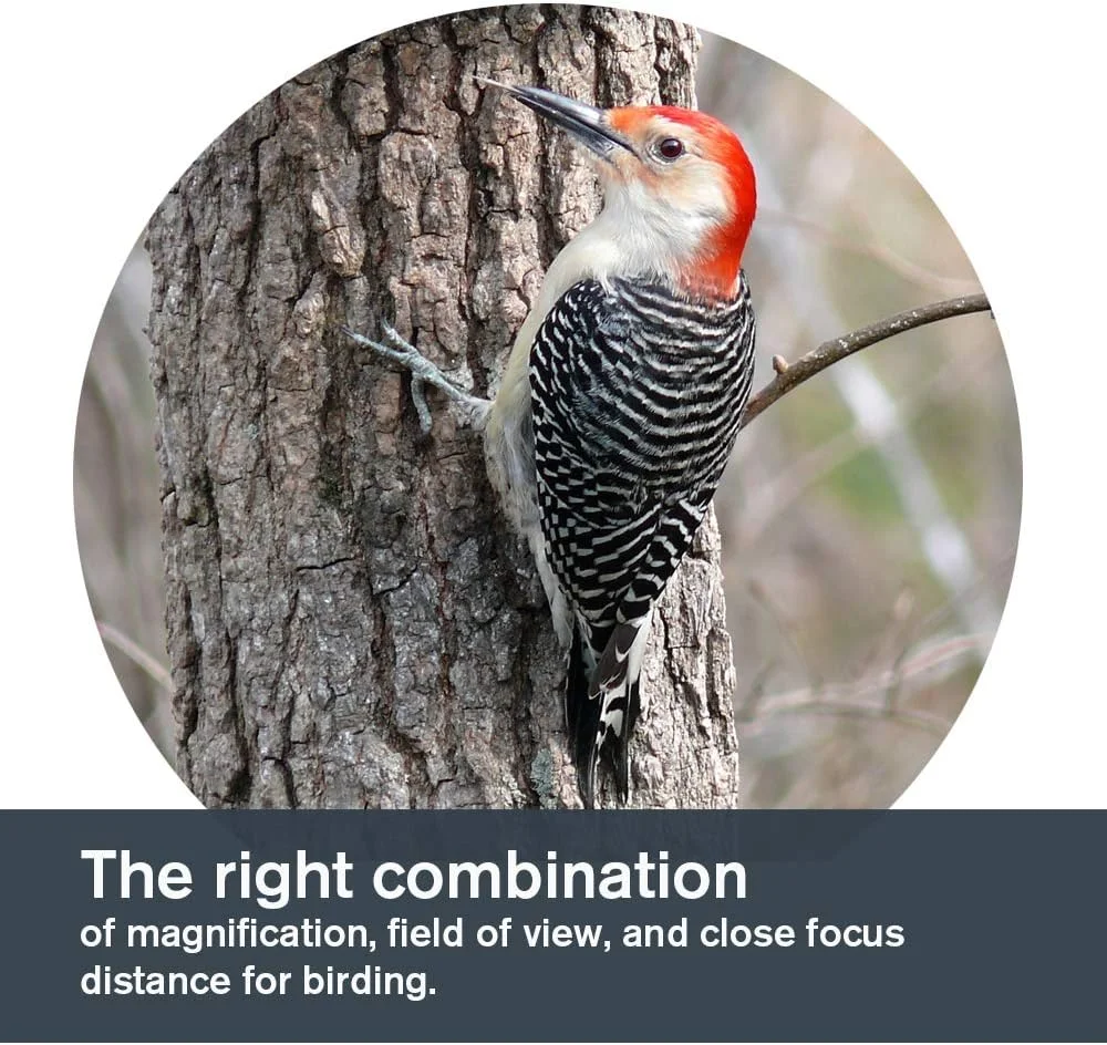 دوربین دوچشمی 8x42 سلسترون TrailSeeker - اپتیک کاملاً چند لایه - دوربین دوچشمی برای بزرگسالان - منشورهای BaK-4 با پوشش فاز و دی الکتریک - ضد آب و ضد مه - روکش لاستیکی - فوکوس نزدیک 6.5 فوت دوربین دوچشمی 8x42 سلسترون TrailSeeker - اپتیک کاملاً چند لایه - دوربین دوچشمی برای بزرگسالان - منشورهای BaK-4 با پوشش فاز و دی الکتریک - ضد آب و ضد مه - روکش لاستیکی - فوکوس نزدیک 6.5 فوت