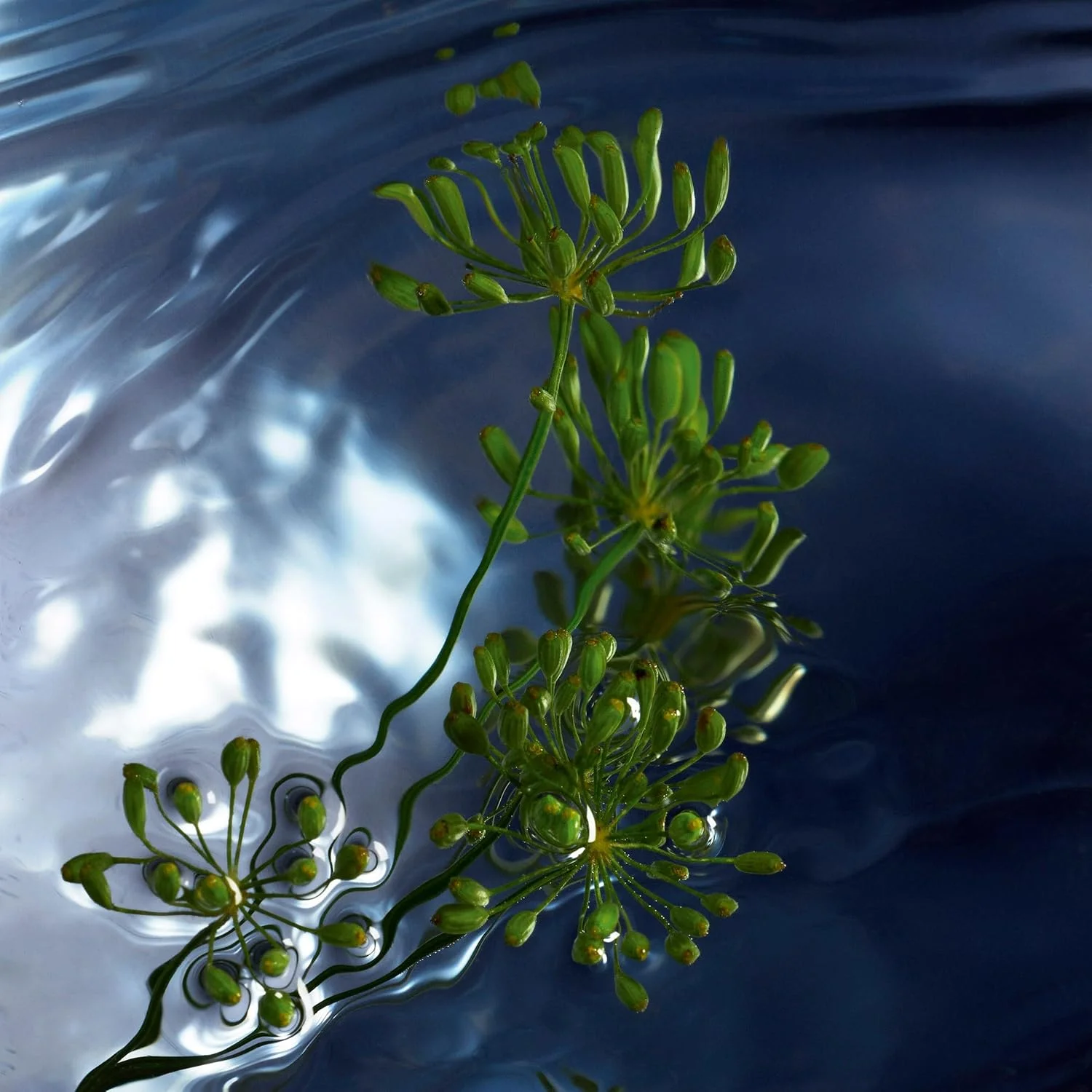 ادکلن مردانه Davidoff Cool Water Reborn Eau De Toilette 125ML