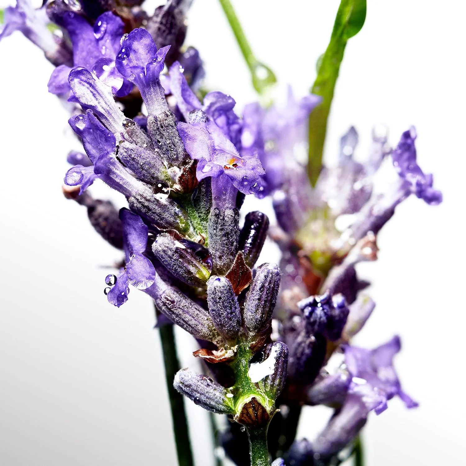 لوسیون پس از اصلاح مردانه دیویدوف کول واتر 75 میلی لیتر لوسیون پس از اصلاح مردانه دیویدوف کول واتر 75 میلی لیتر