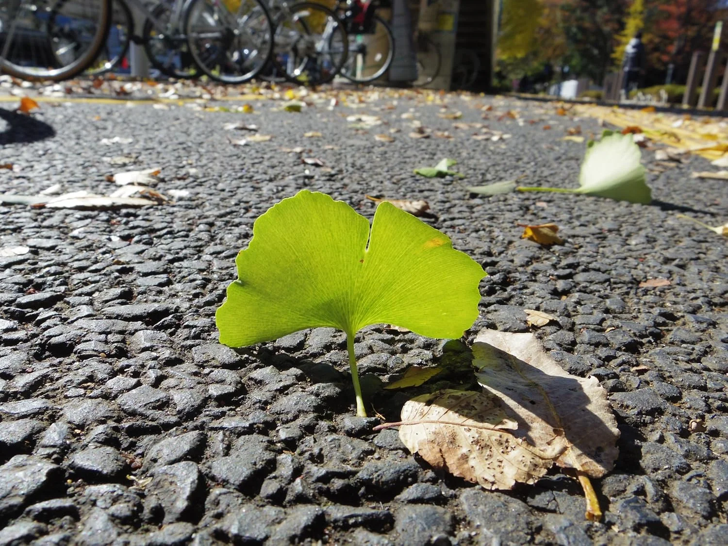 دوربین دیجیتال SLR پنتاکس Q