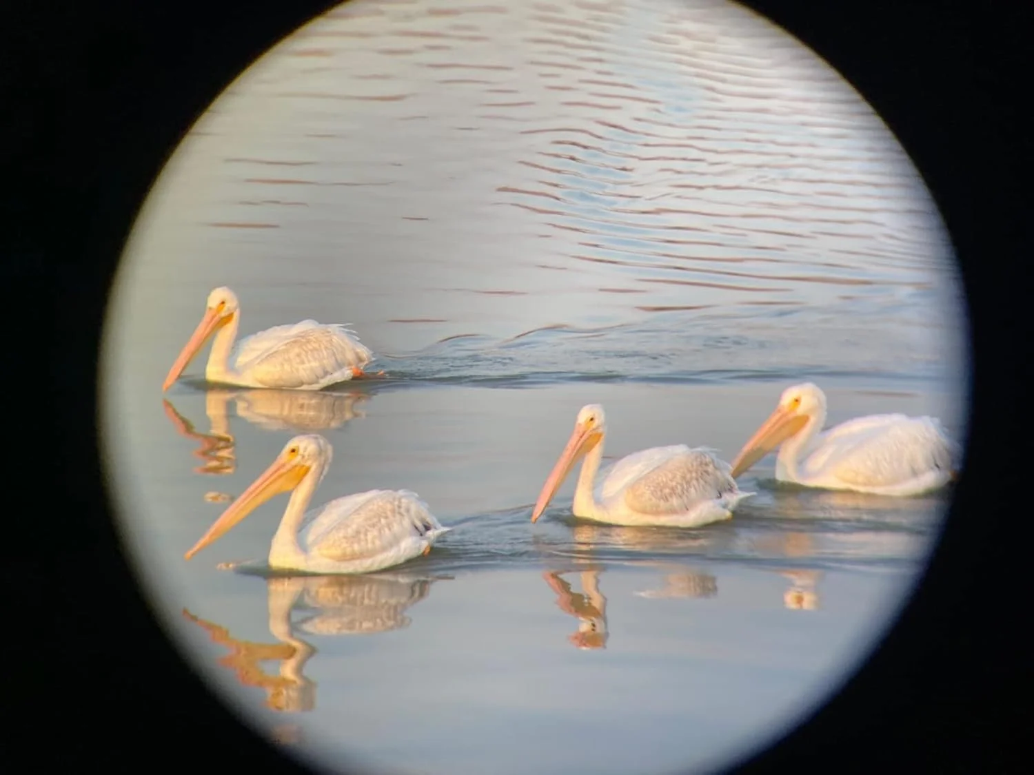 تلسکوپ تک چشمی 12X50 HD K&F Concept برای تلفن هوشمند، تک چشمی های قدرتمند برای بزرگسالان، منشور BAK4 ضد آب IP68، تک چشمی فشرده برای تماشای پرندگان، شکار، به همراه نگهدارنده تلفن و بند دستی