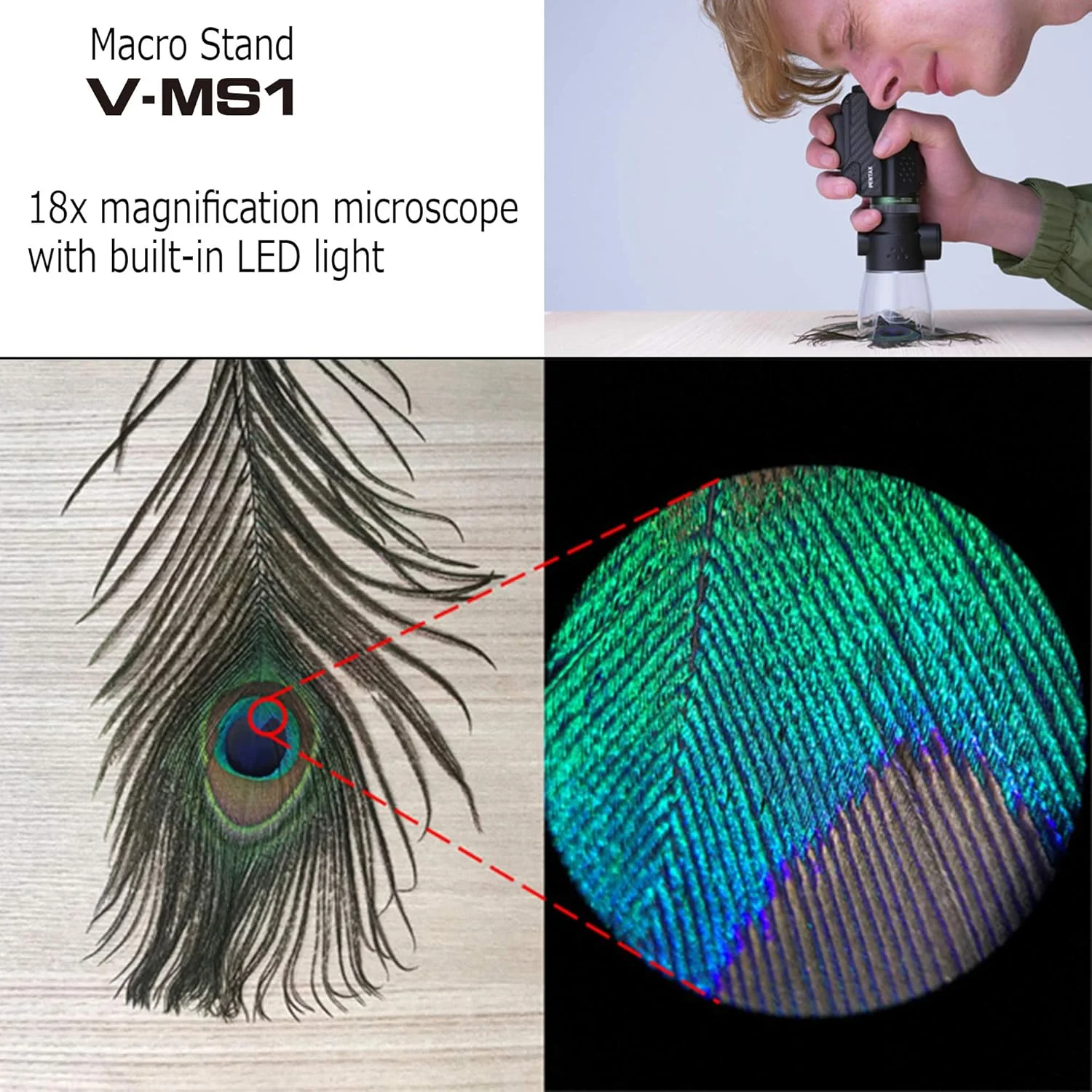 پایه ماکرو تک چشمی PENTAX V-MS1 با نور LED برای PENTAX VM6X21. با اتصال به تک چشمی، می توانید از آن به عنوان میکروسکوپ با بزرگنمایی 18 برابر استفاده کنید - ایده آل برای مشاهده جزئیات میکروسکوپی پایه ماکرو تک چشمی PENTAX V-MS1 با نور LED برای PENTAX VM6X21. با اتصال به تک چشمی، می توانید از آن به عنوان میکروسکوپ با بزرگنمایی 18 برابر استفاده کنید - ایده آل برای مشاهده جزئیات میکروسکوپی