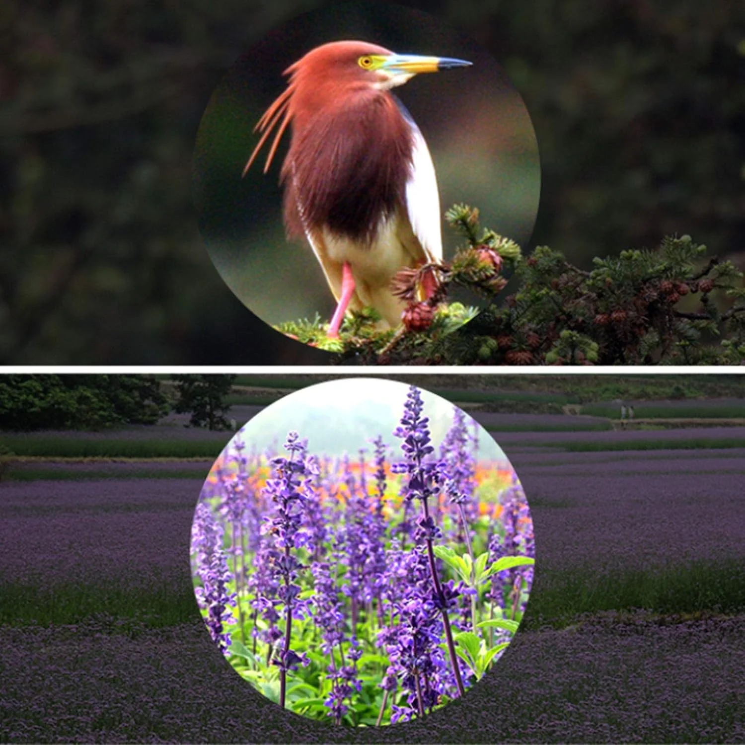 تلسکوپ فضایی نجومی تک چشمی برای تماشای پرندگان و نجوم 70/400 با پوشش چند لایه پهن باند، چشمی (6 میلی متر 20 میلی متر)، سه پایه تلسکوپی آلیاژ آلومینیوم، یابنده ستاره 5x24