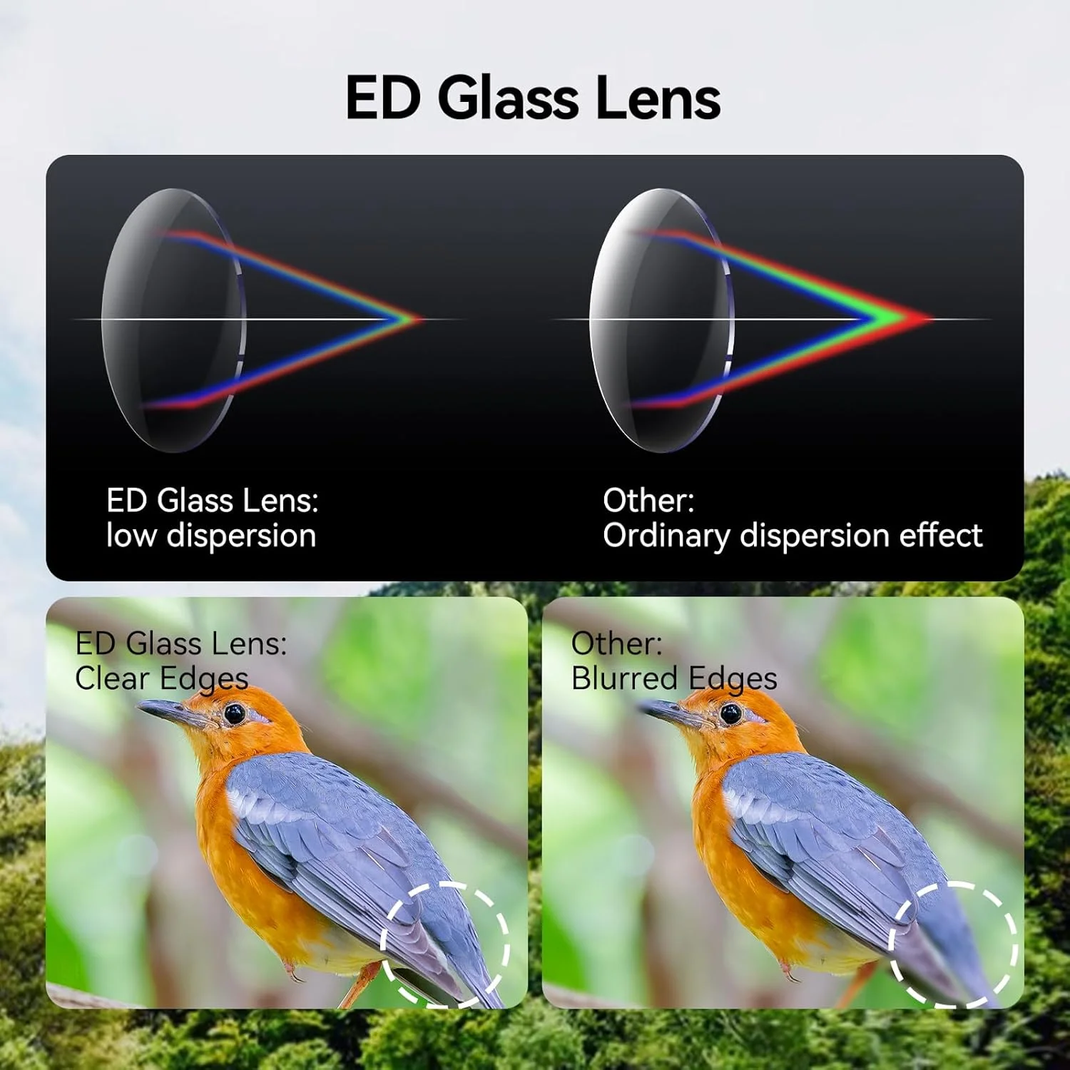 دوربین دوچشمی SVBONY مدل SV202 8x42 ED ارتقا یافته، دوربین دوچشمی با لنزهای شیئی ED با پراکندگی بسیار کم برای تماشای پرندگان، سیستم اپتیک BAK4 و FMC، زاویه دید گسترده، ضد آب IPX7 برای استفاده در همه شرایط آب و هوایی دوربین دوچشمی SVBONY مدل SV202 8x42 ED ارتقا یافته، دوربین دوچشمی با لنزهای شیئی ED با پراکندگی بسیار کم برای تماشای پرندگان، سیستم اپتیک BAK4 و FMC، زاویه دید گسترده، ضد آب IPX7 برای استفاده در همه شرایط آب و هوایی